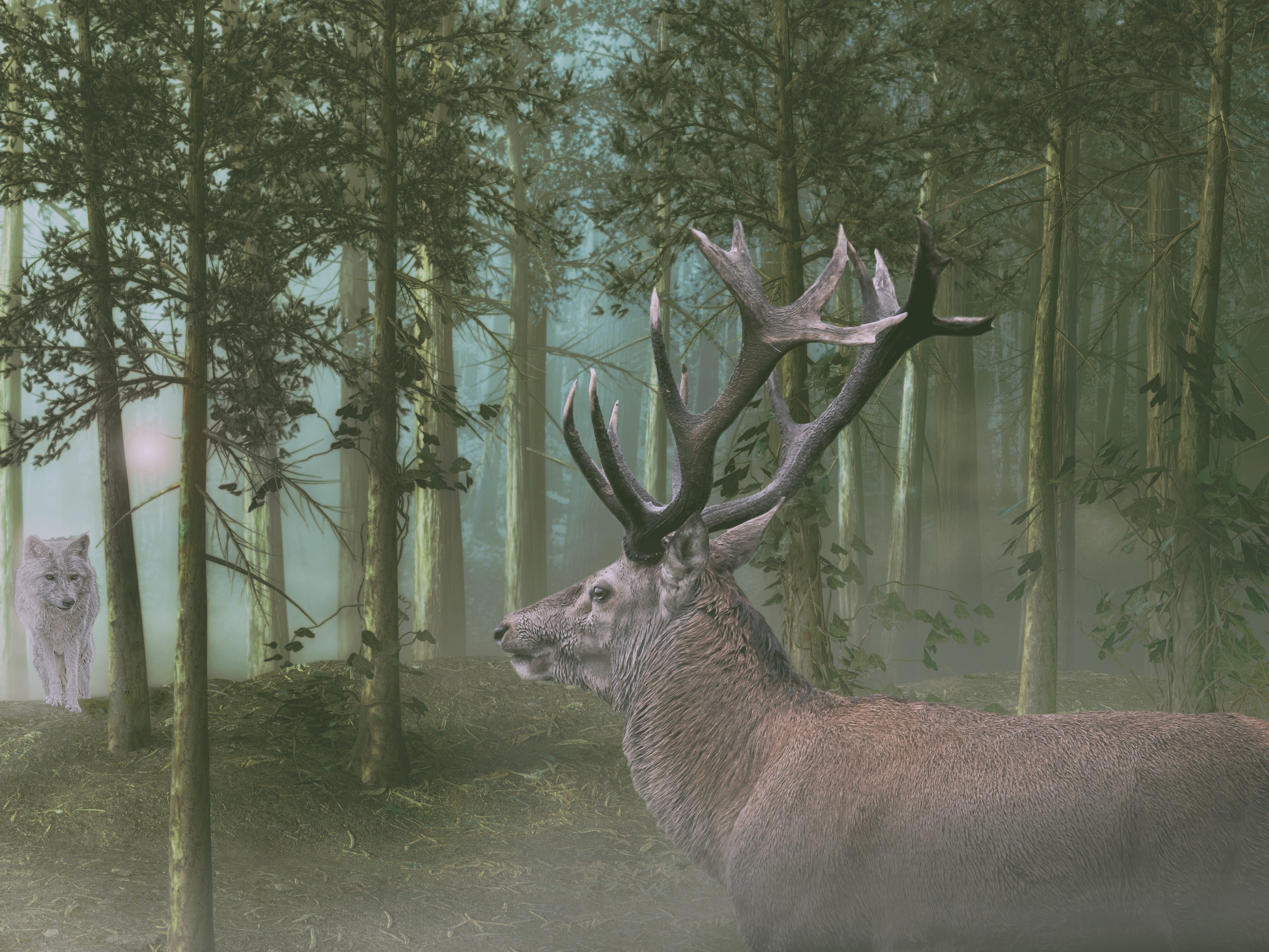 vertebrate, one animal, wolf, predator, tree trunk, tree, nature, mammal, forest, mystical, no people, day, image editing, encounter, fog, animal, outdoors, HD Wallpaper