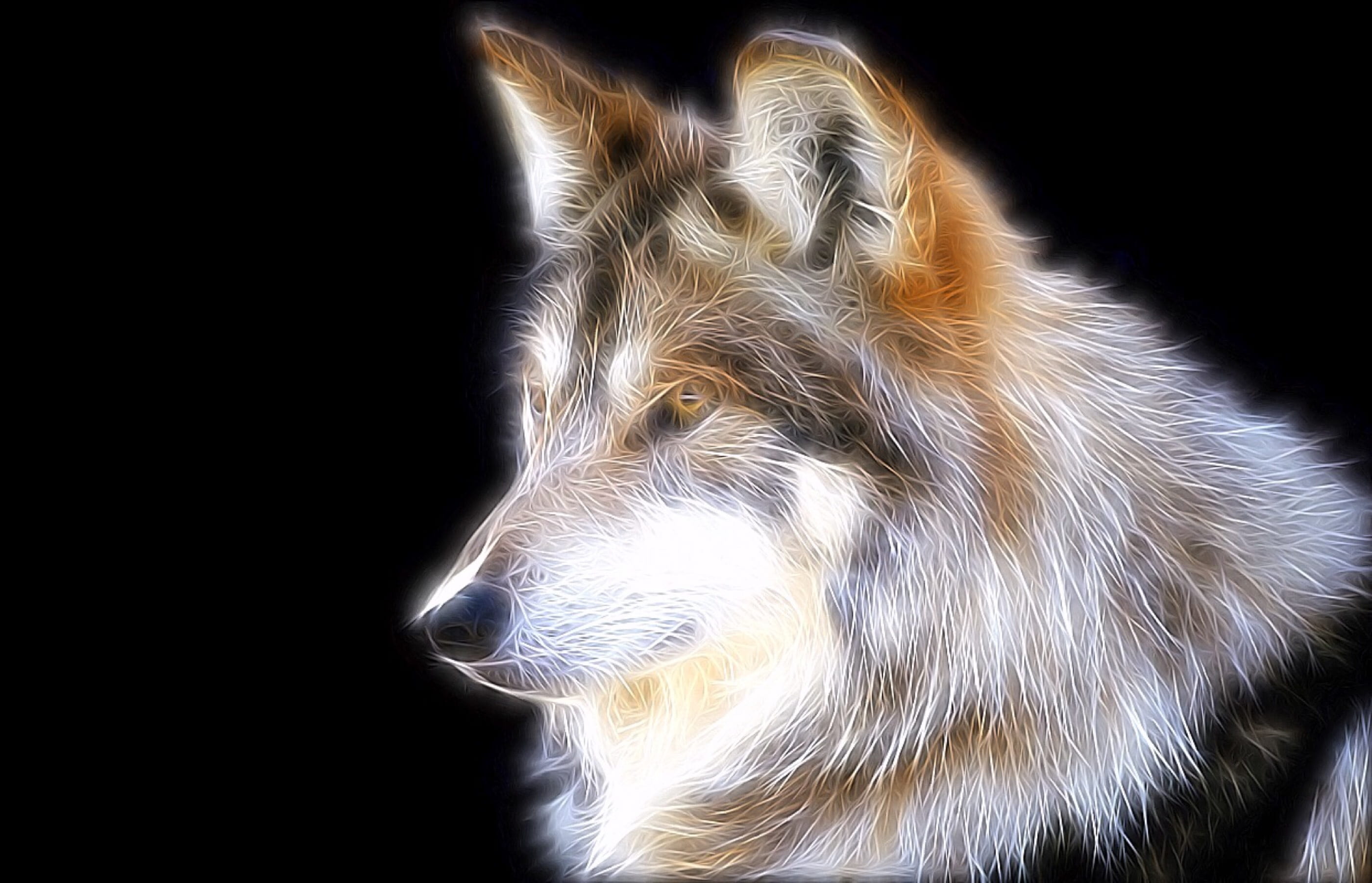 image editing, no people, close-up, 2K, black background, pets, dog, animal body part, canine, indoors, domestic animals, vertebrate, mammal, looking, HD Wallpaper