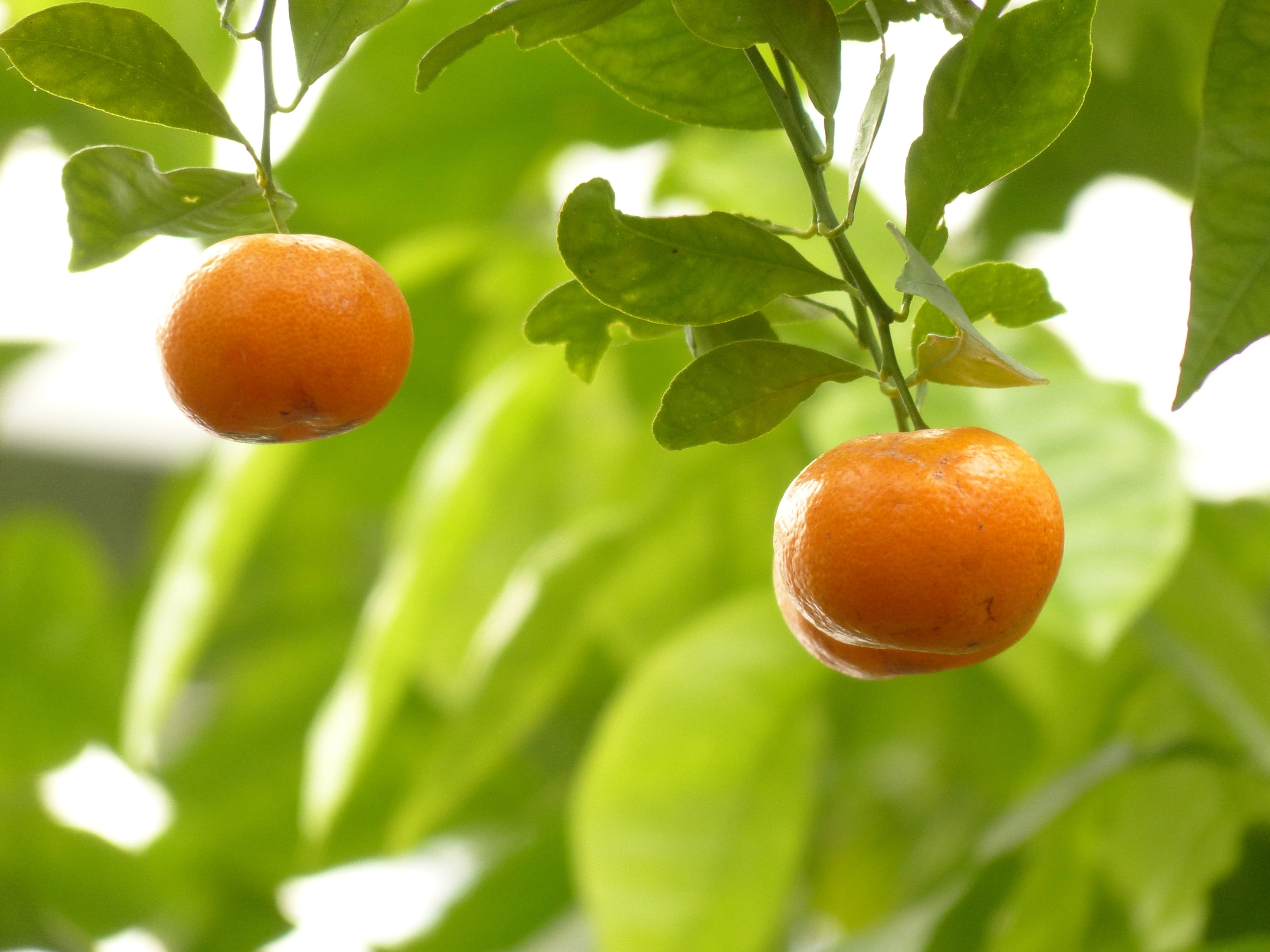 orange color, Orange, mandarin, calamondinorange, focus on foreground, Fruit, close-up, citrofortunella, fruits, outdoors, citrofortunella microcarpa, wellbeing, HD Wallpaper