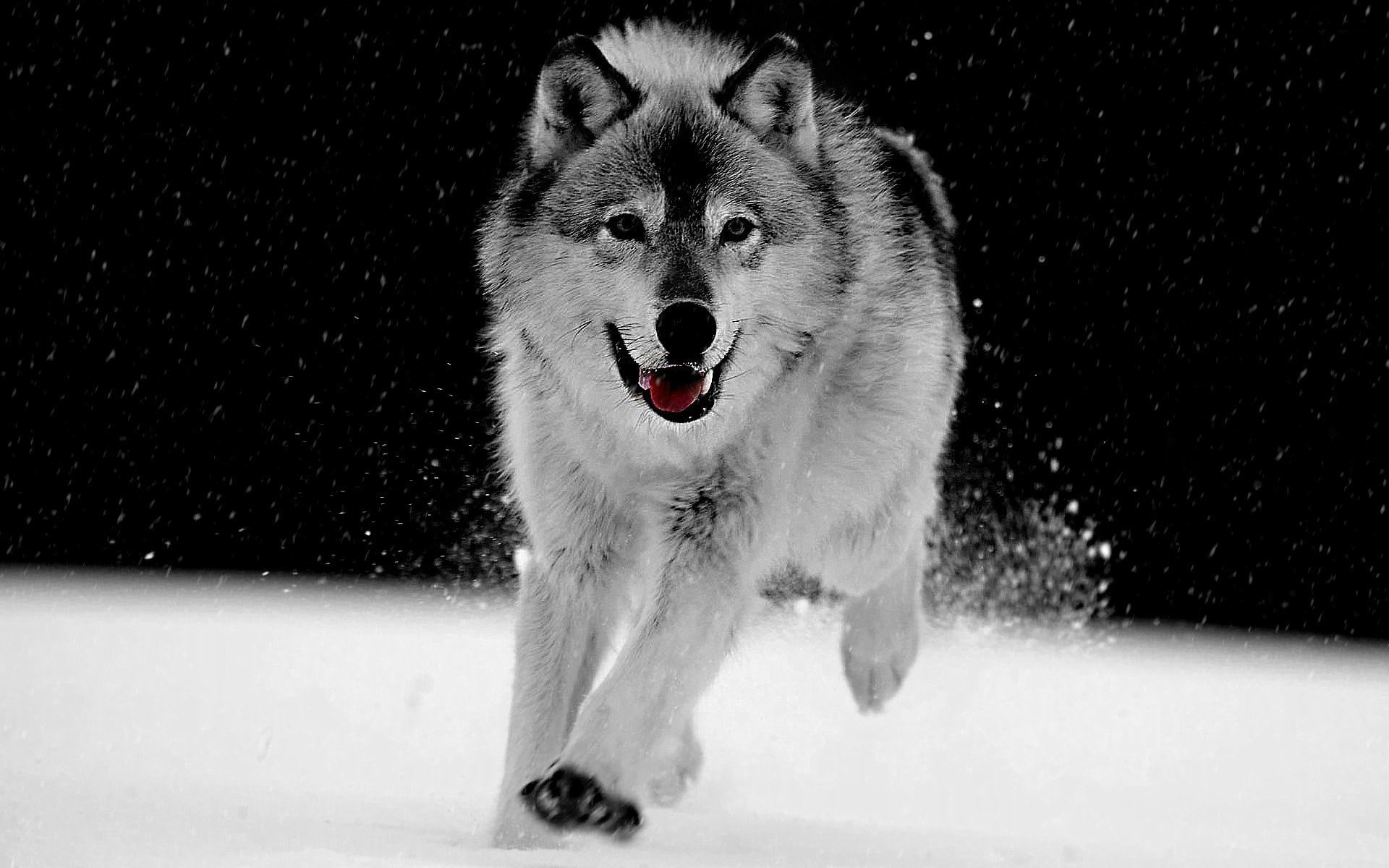 wolf amazing pictures, winter, no people, mammal, snowing, snow, animal themes, domestic, front view, dog, 1080P, animal, sled dog, mouth open, portrait, HD Wallpaper
