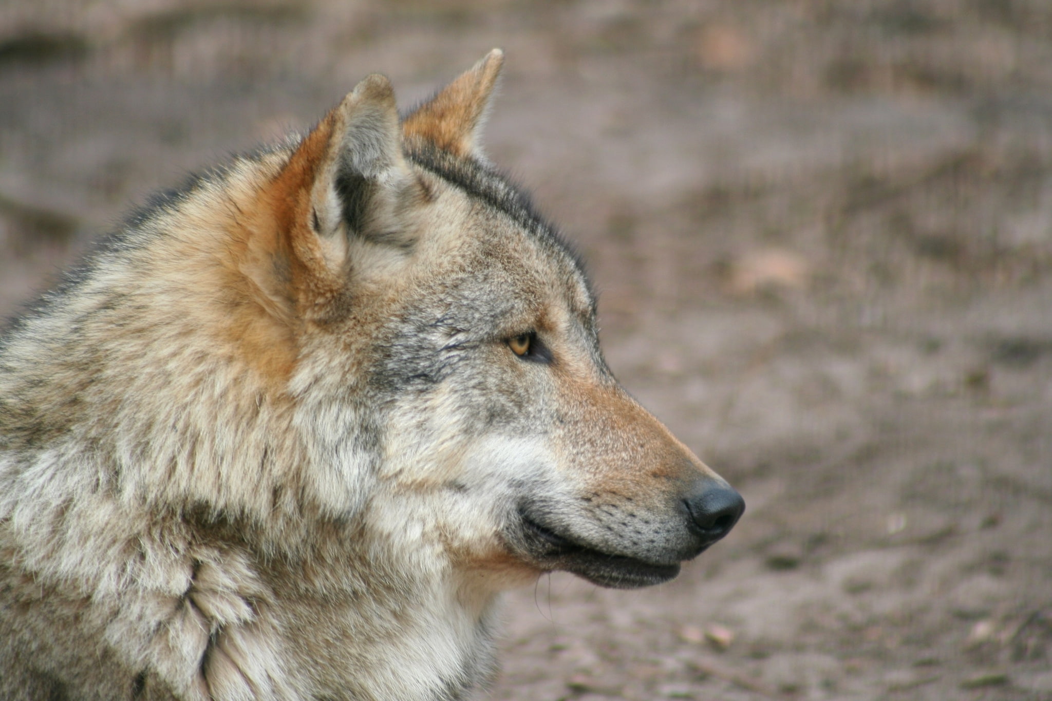 animal wildlife, animal themes, wolf desktop background pictures, no people, outdoors, dog, vertebrate, day, animal, wolf, looking, close-up, domestic, HD Wallpaper