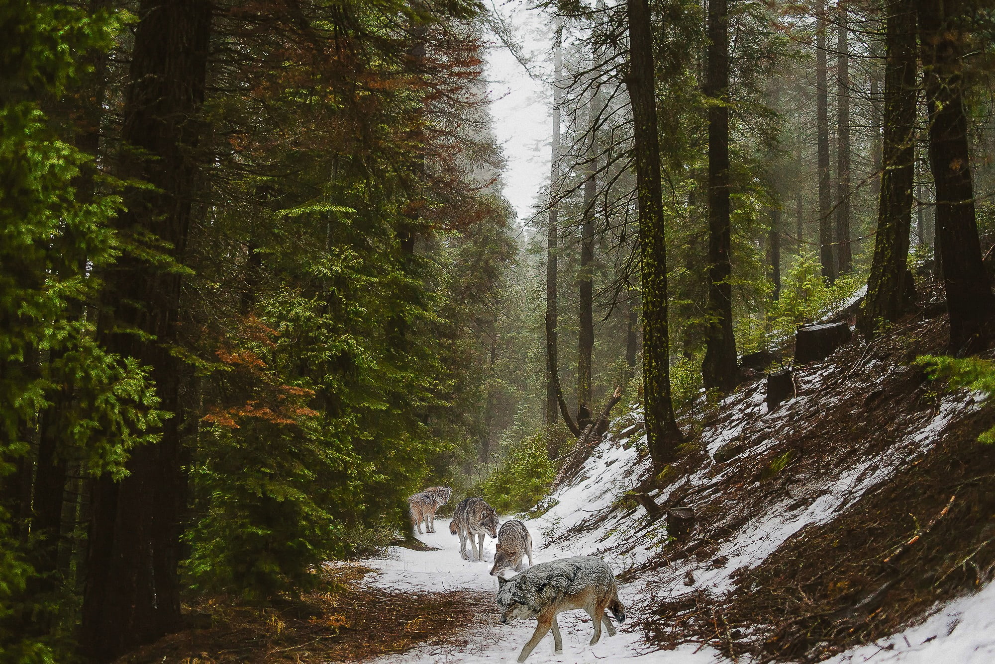 winter, wood, beauty in nature, trees, trunk, scenics, non-urban scene, nature, animals, wolves, pack, 1080P, growth, tranquil scene, forest, woodland, HD Wallpaper