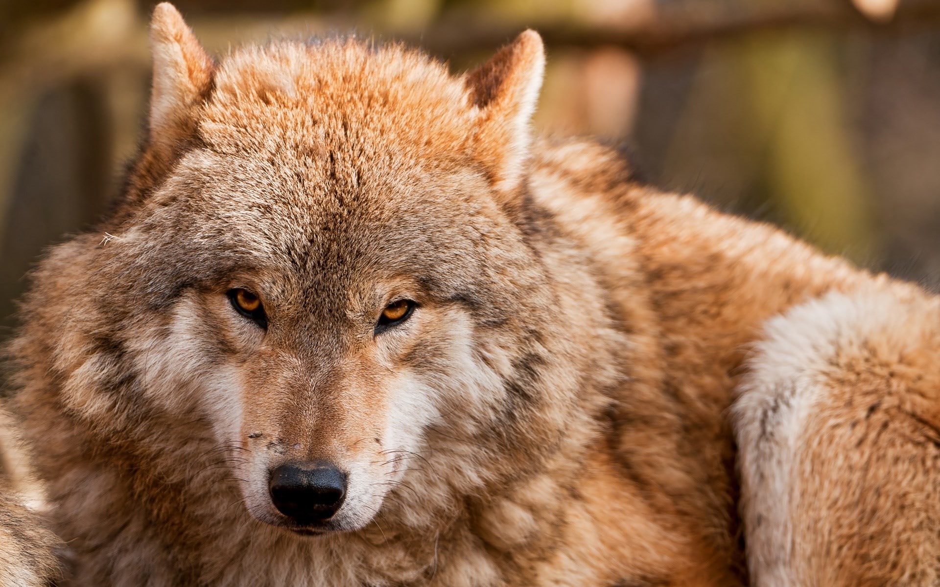 1080P, animal eye, portrait, one animal, no people, focus on foreground, wolf, animals in the wild, wolf time pictures for background, mammal, looking at camera, HD Wallpaper