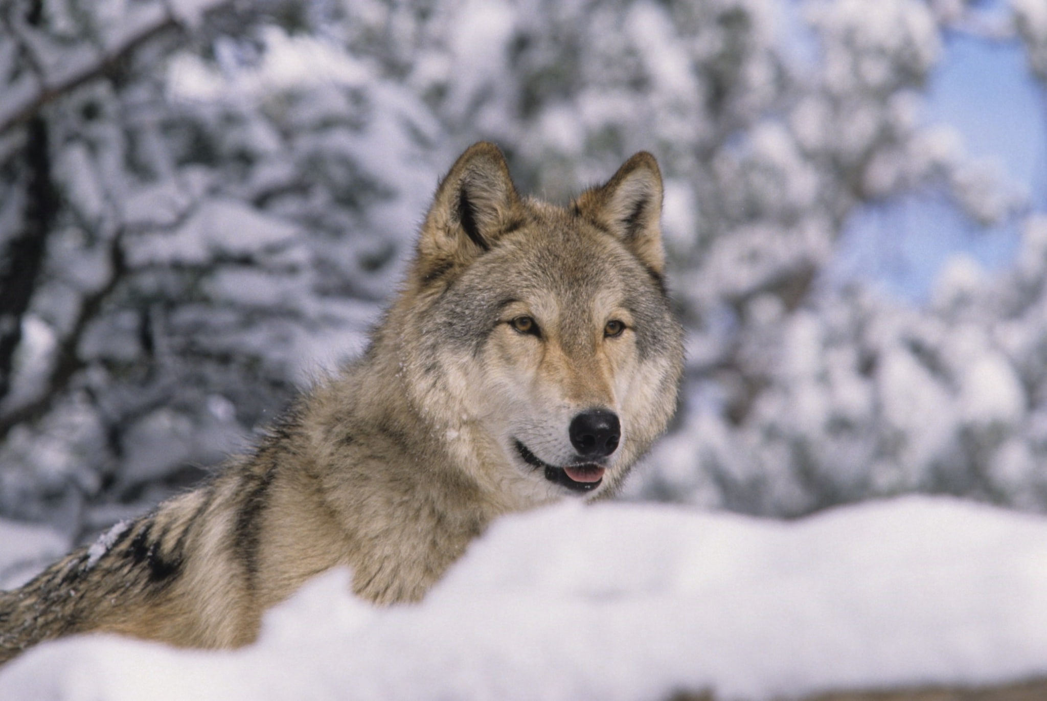 canine, animals in the wild, outdoors, wolf  desktop pictures, animal, one animal, cold temperature, vertebrate, dog, 1080P, snow, animal wildlife, day, HD Wallpaper
