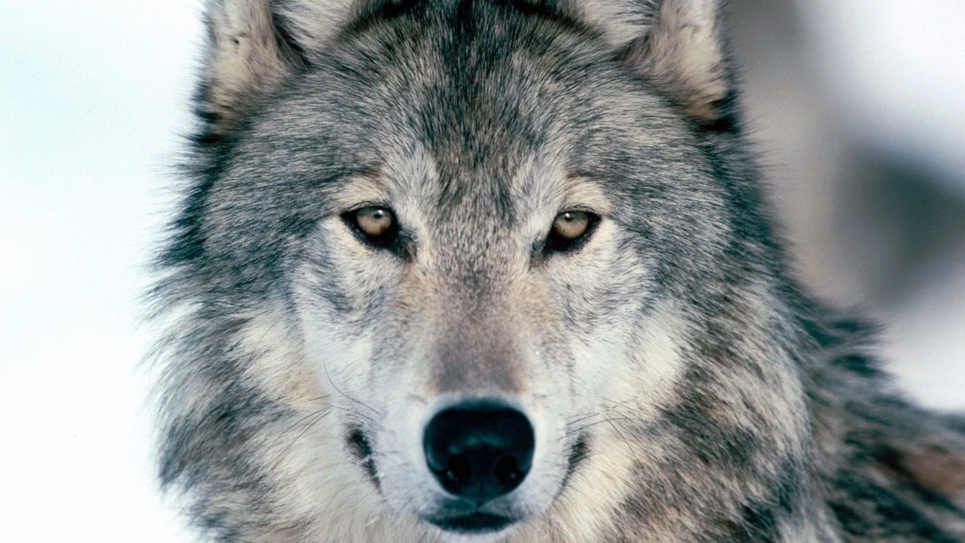 wolf, domestic, portrait, no people, vertebrate, animals in the wild, animal body part, aggression, animal wildlife, animal eye, looking at camera, one animal, HD Wallpaper