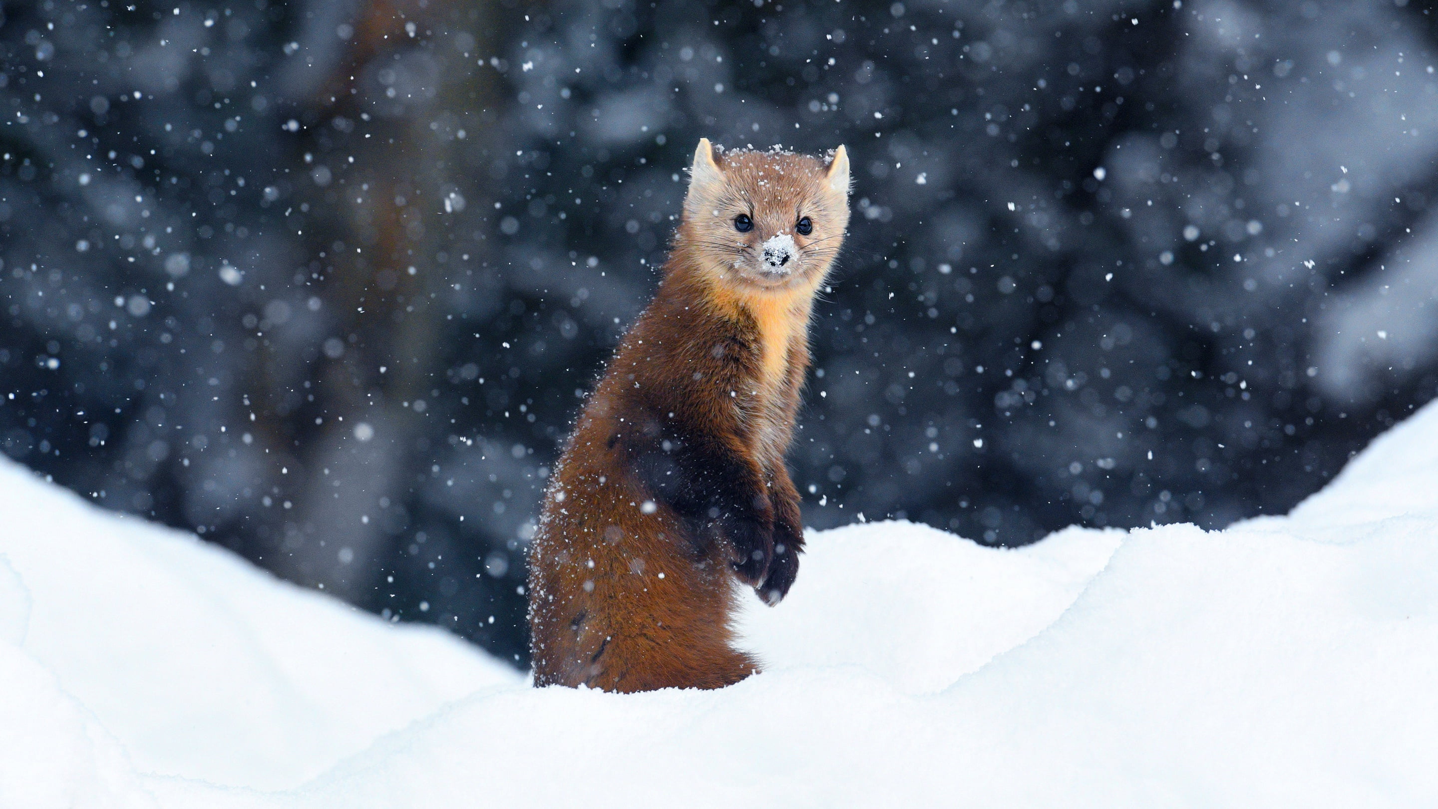 Winter, Animal, Marten, Wildlife, Snow, 2K, HD Wallpaper
