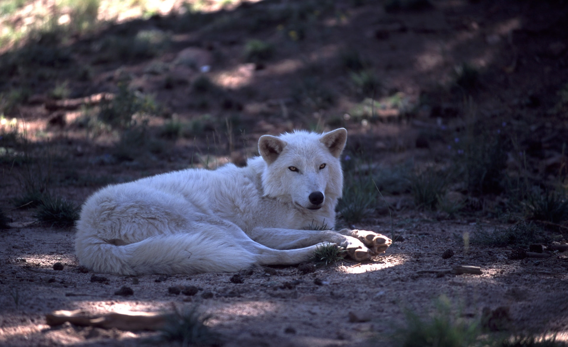 domestic, white color, dave, mammal, white, animal wildlife, resting, Animal, Wolf, nature, one animal, animal themes, relaxation, 1080P, outdoors, Wild, HD Wallpaper