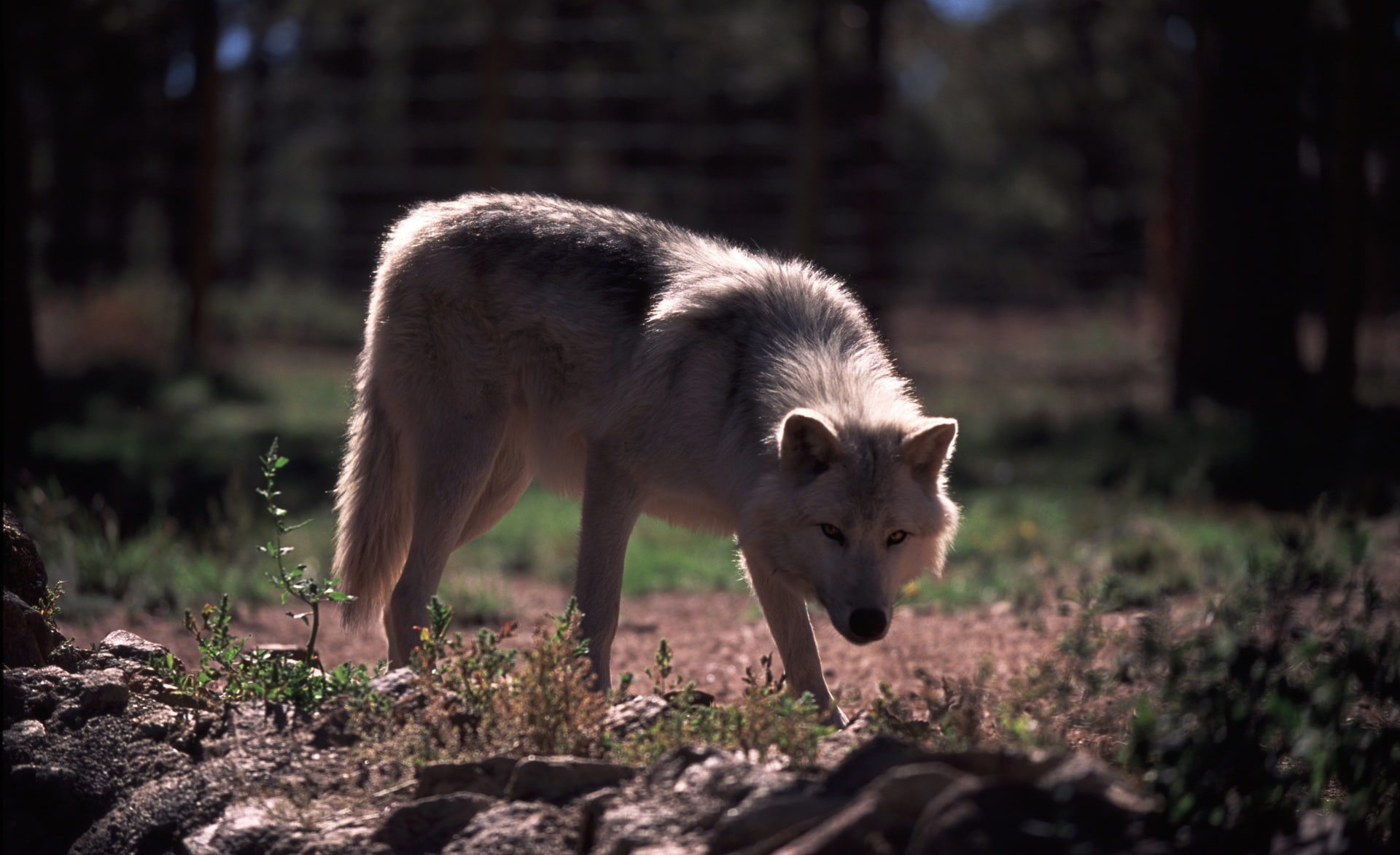 standing, animal wildlife, walking, domestic, sunlight, Wild, one animal, day, Animal, Nature, dave, mammal, 1080P, animal themes, land, gray, selective focus, HD Wallpaper