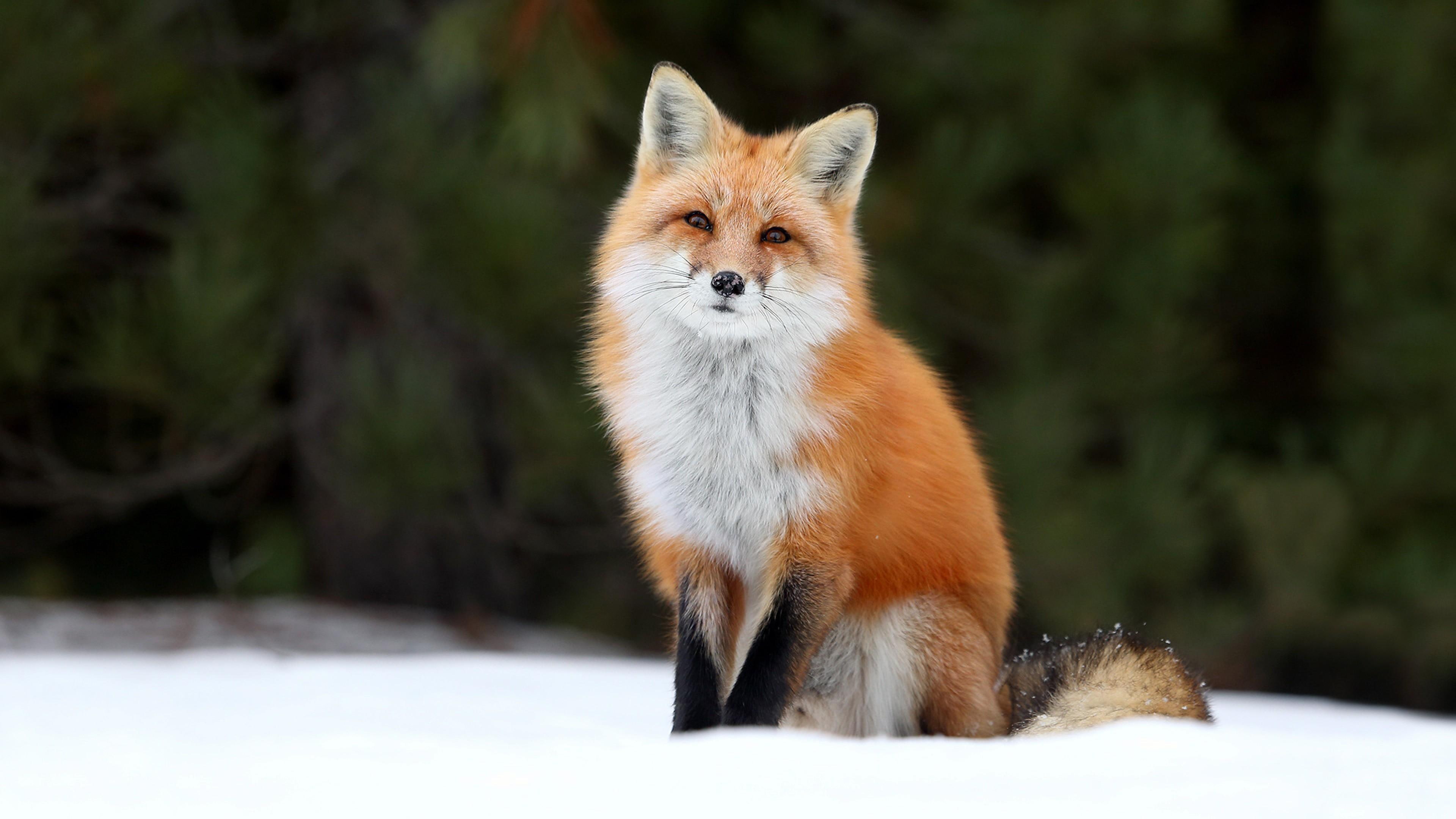 4K, wild animal, winter, snow, wildlife, fox, seating, HD Wallpaper