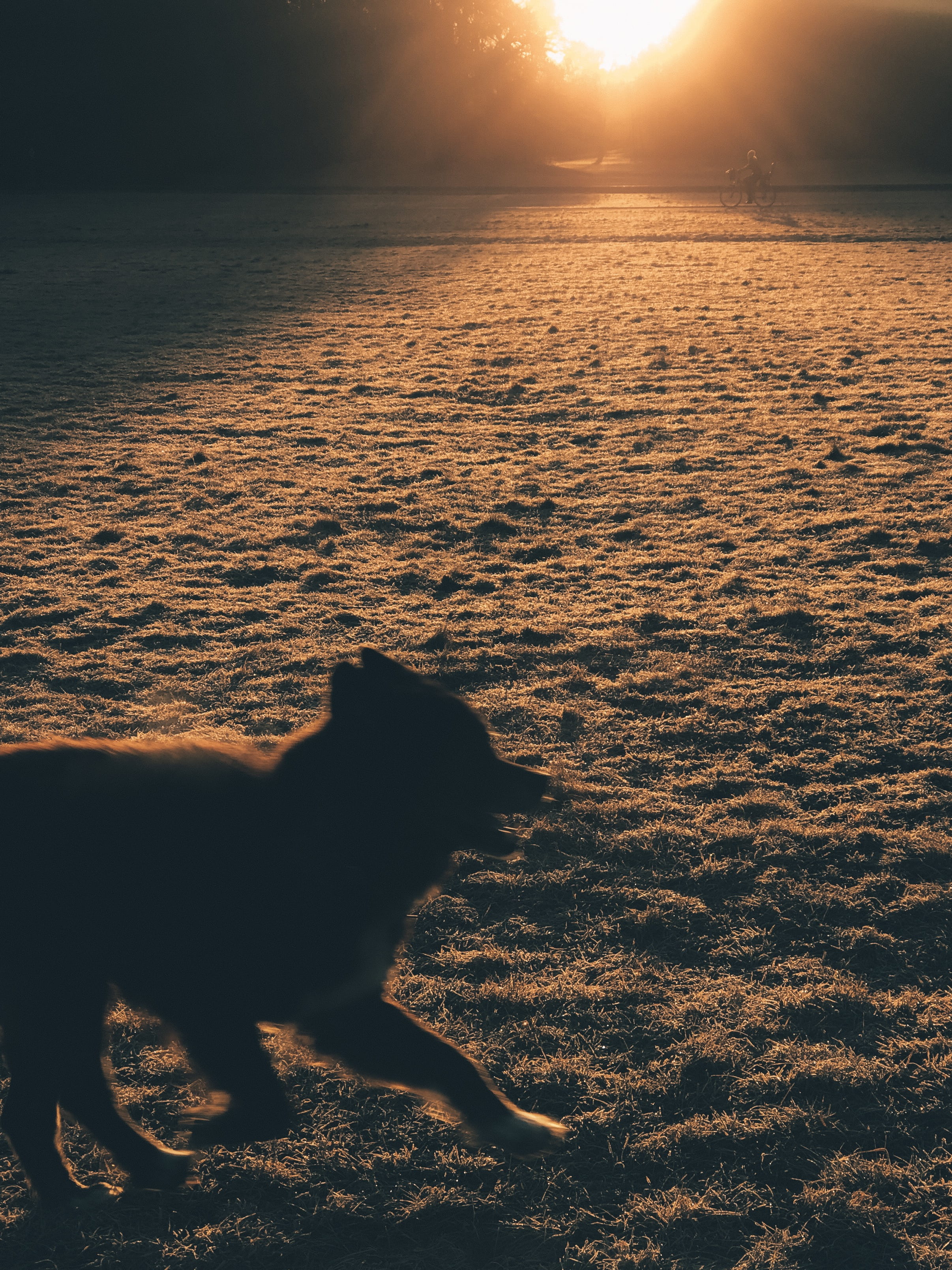 sky, canine, wildlife, flare, light, silhouette, land, red sky, sunlight, 2K, no people, sunset, beauty in nature, covered, vertebrate, one animal, dawn, Phone HD Wallpaper