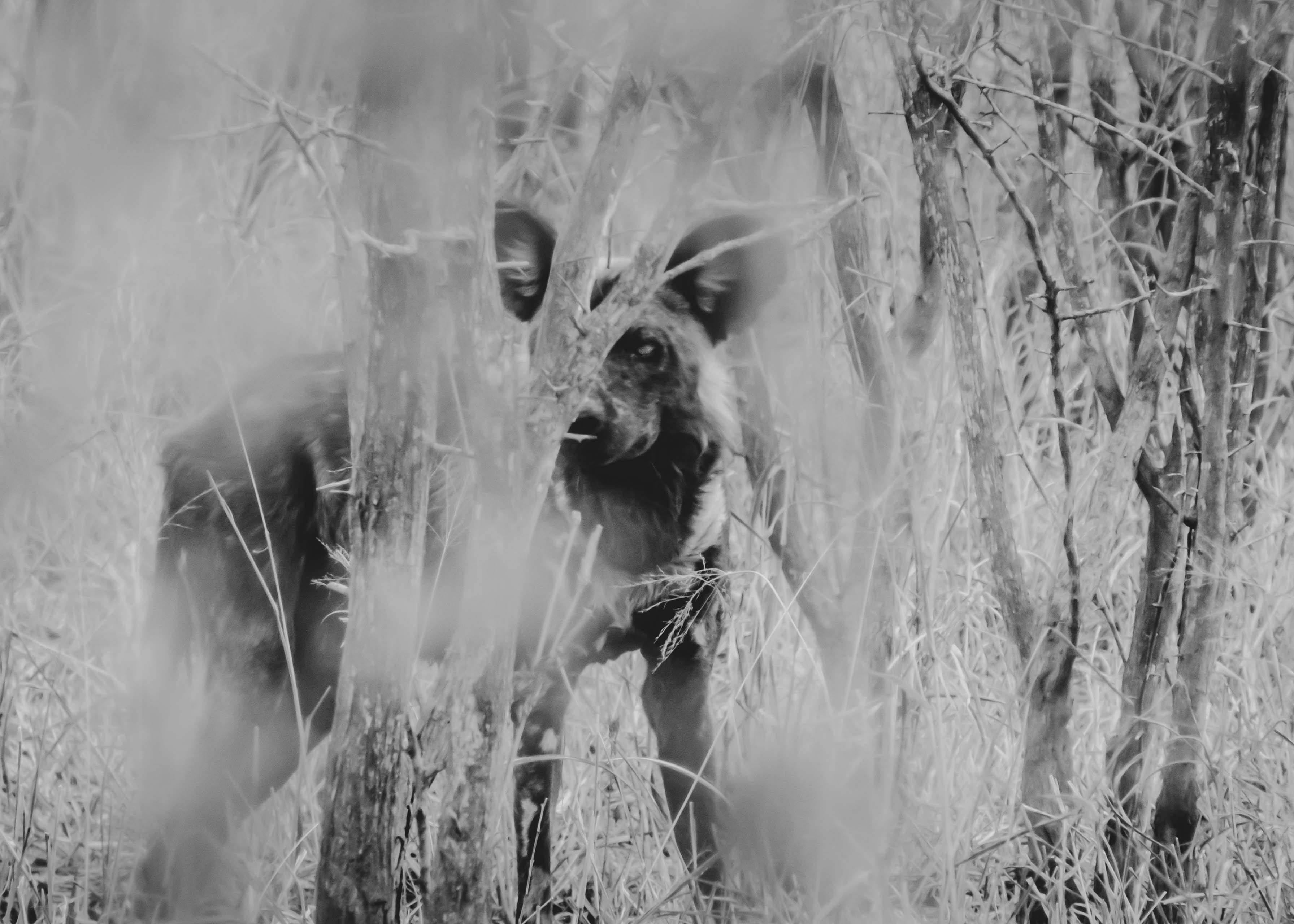 africa, arrow, selective focus, land, grass, outdoors, vegetation, canine, looking at camera, one animal, elk, symbol, wild dog, no people, 2K, day, portrait, HD Wallpaper
