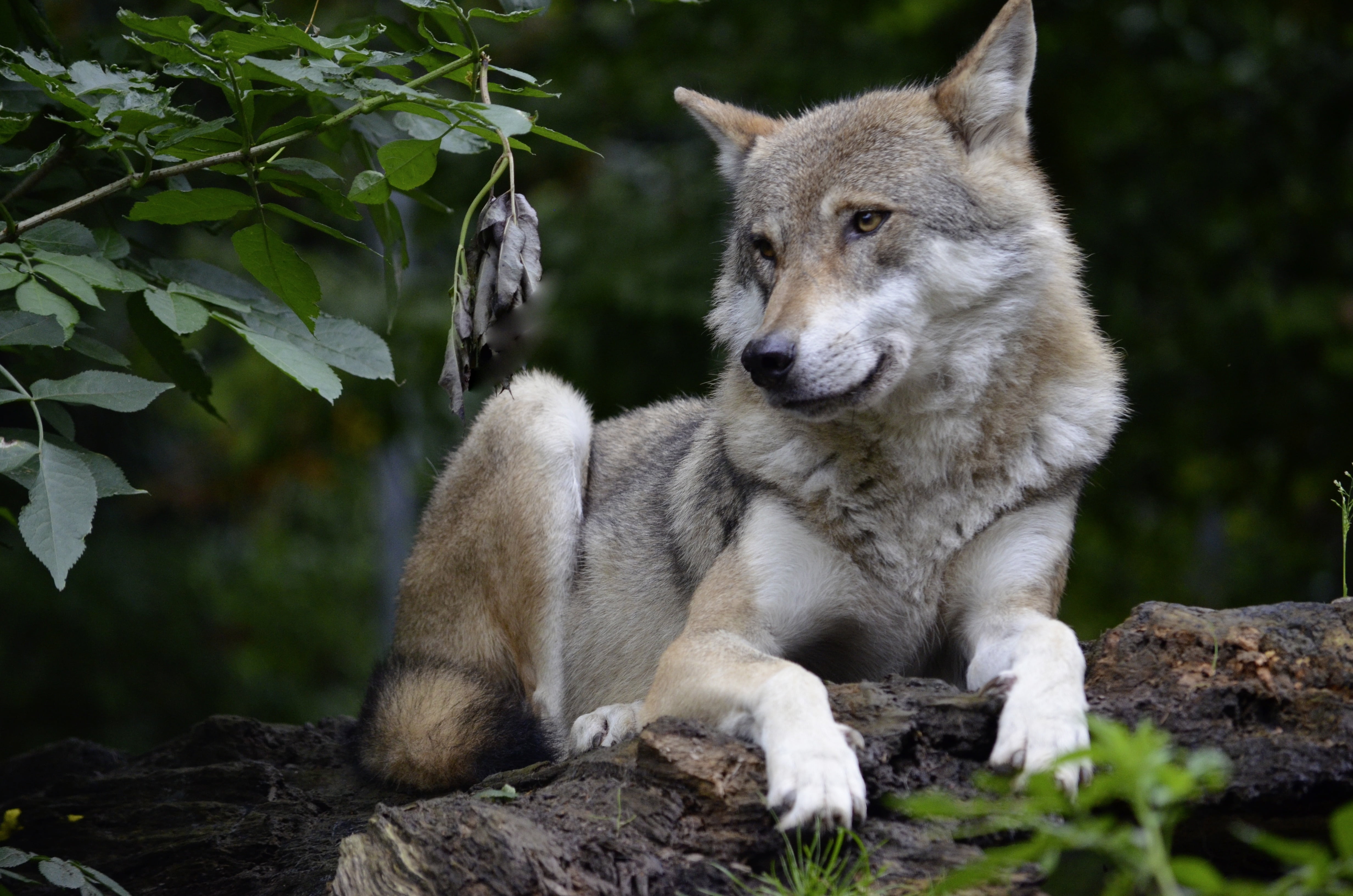 vertebrate, day, carnivore, isegrim, canis lupus, pack animal, land, rock - object, nature, canine, looking, wolf, predator, mammal, dangerous, purebred Dog, HD Wallpaper