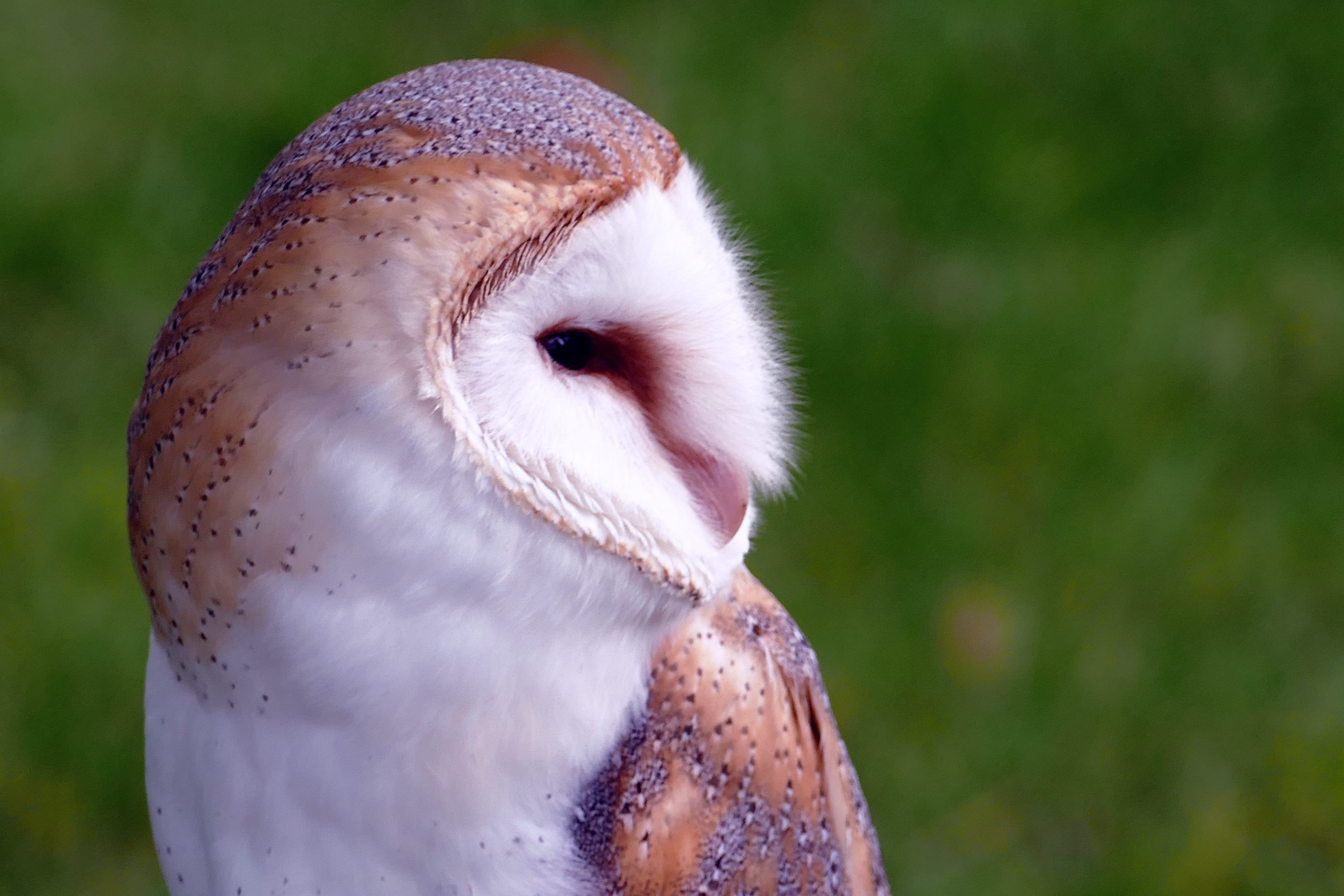 portrait, owl, animal, barn, animal body part, animal head, natural, wise, predator, green color, nocturnal, photography, 5K, avian, white, close-up, focus, HD Wallpaper