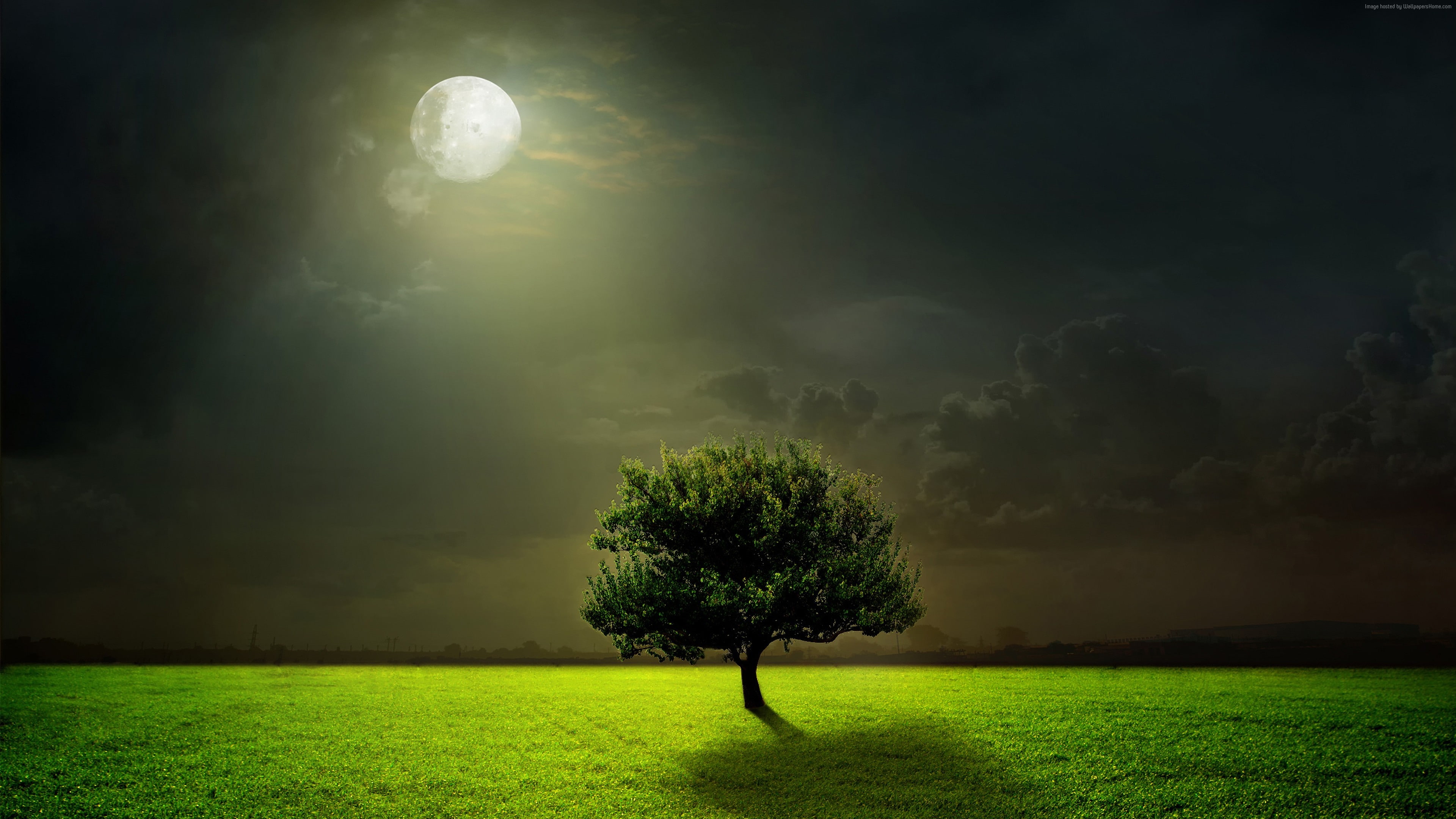 5k, trees, 4k, Meadows, moon, night, 4K, HD Wallpaper