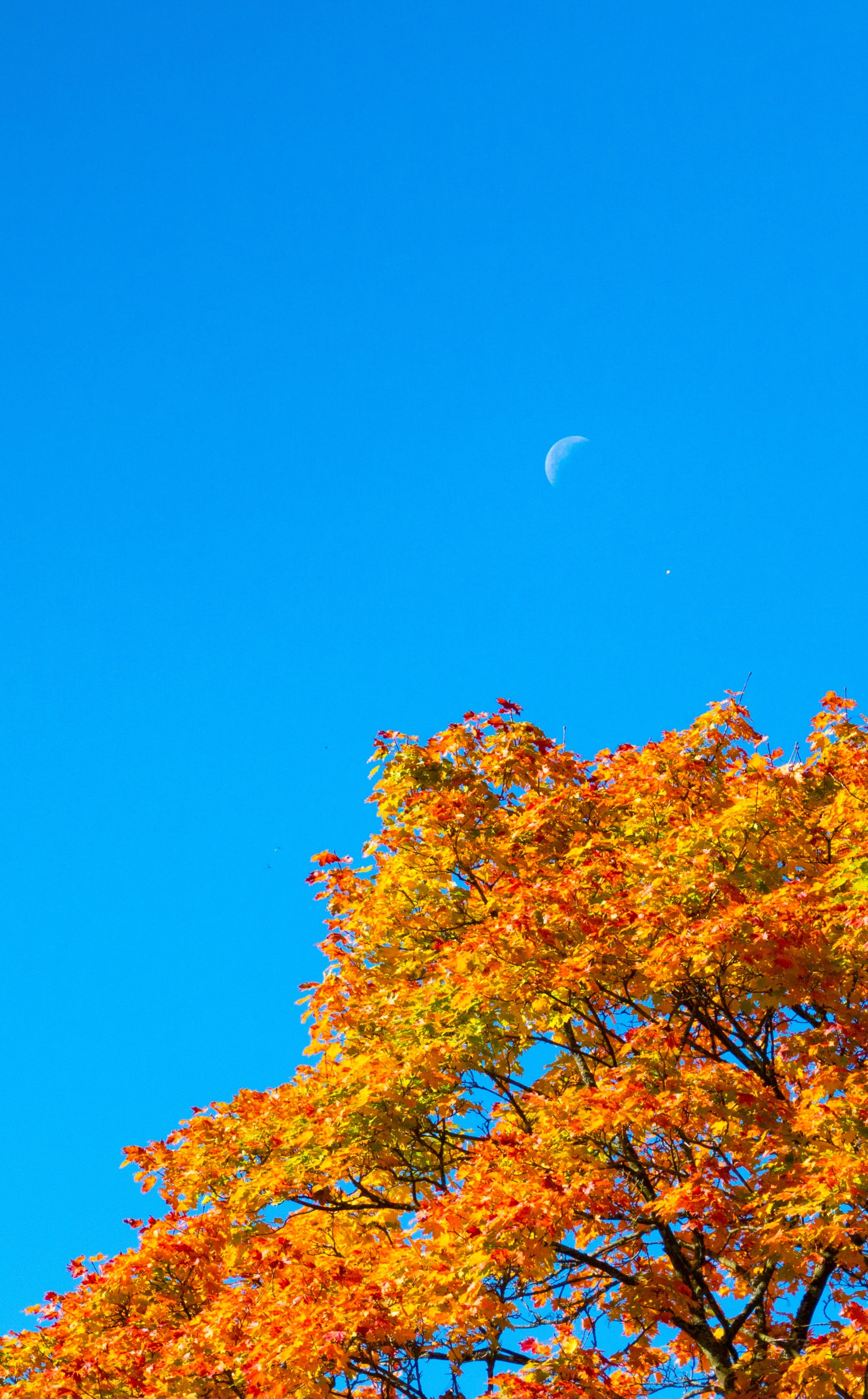 tranquility, the day, the autumn moon, bright, copy space, scenics - nature, planetary moon, atmospheric, tree, plant, beauty in nature, enjoy, cheerful, Phone HD Wallpaper