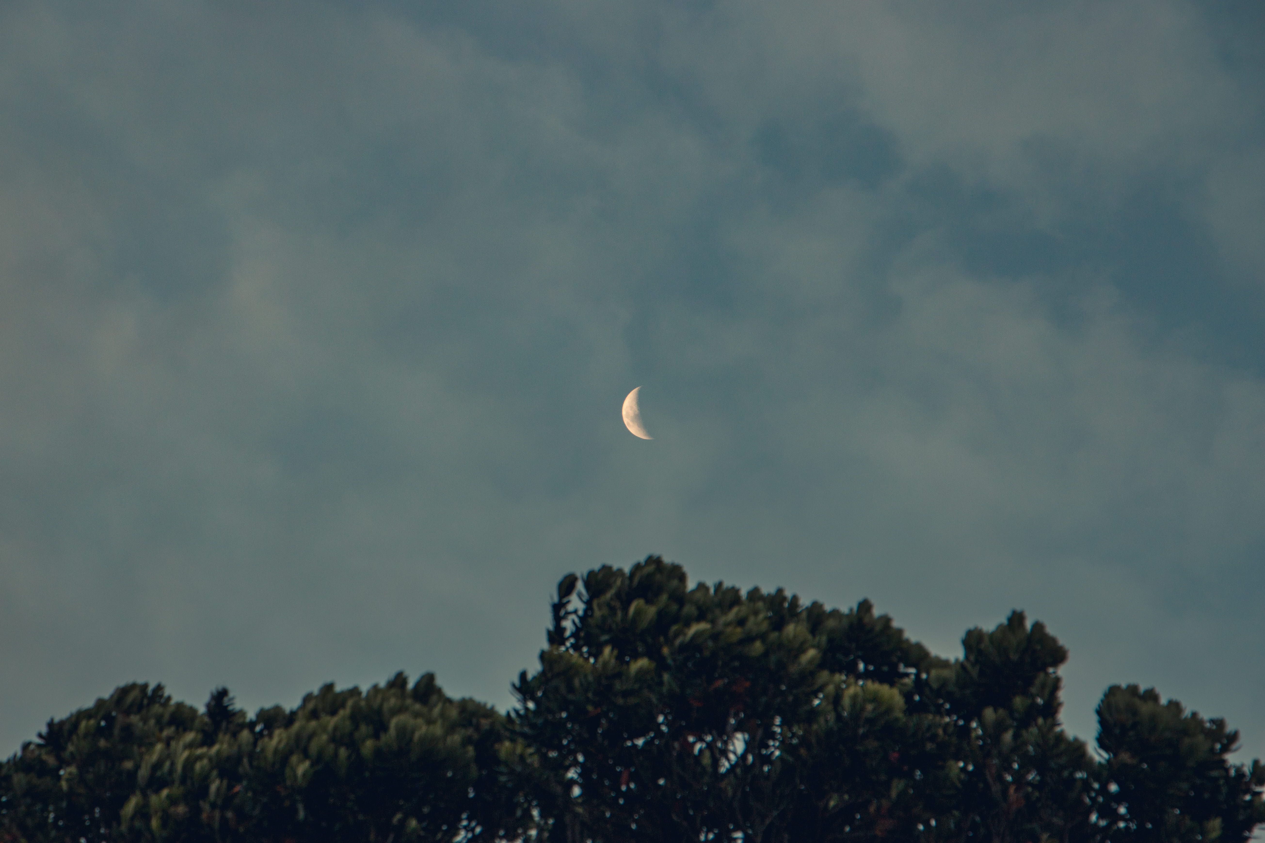 sky, space, tree, scenics - nature, moon, cloud - sky, plant, tranquil scene, beauty in nature, 5K, treetop, nature, tranquility, planetary moon, day, HD Wallpaper