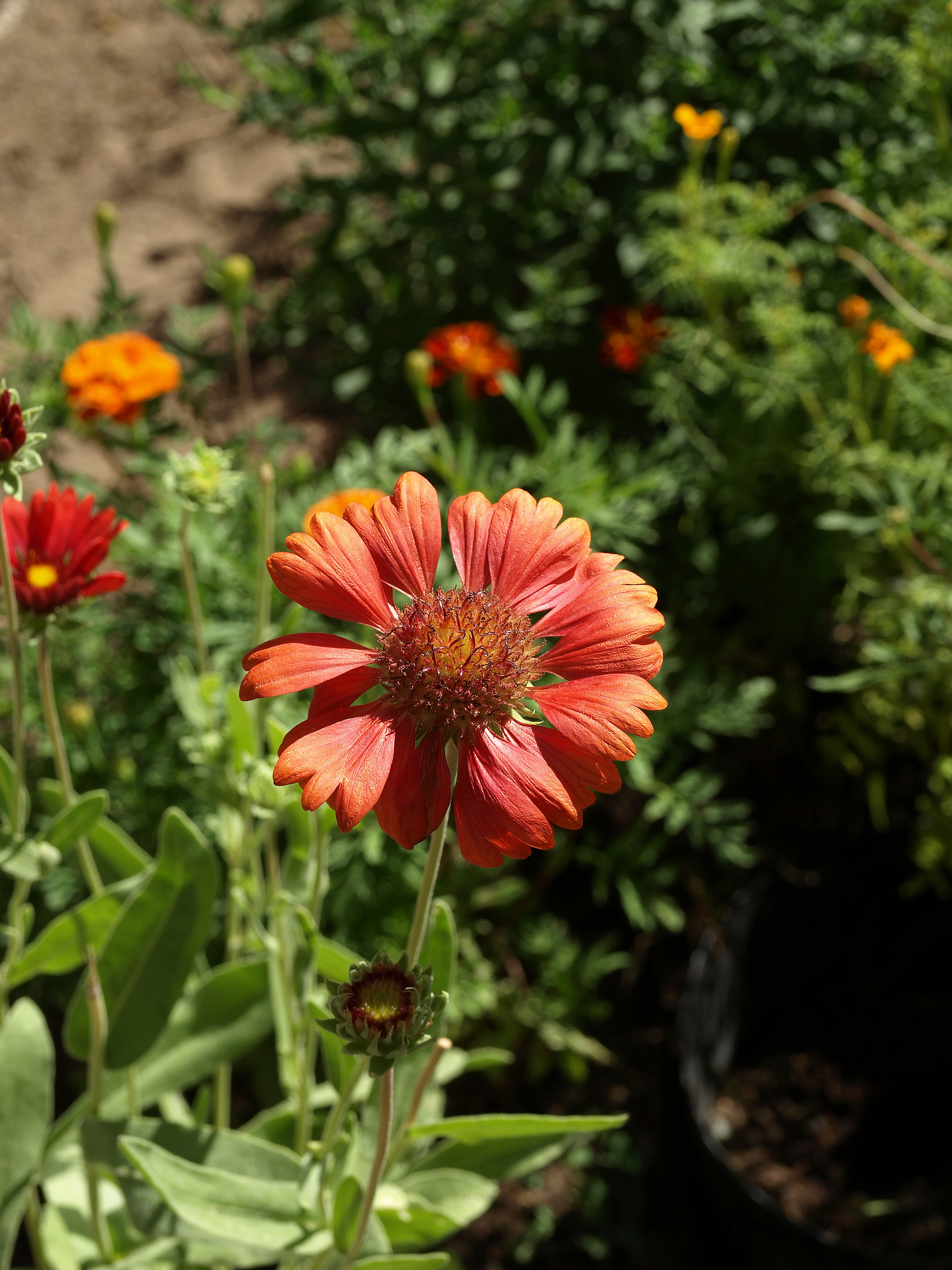 close-up, plant, garden, vulnerability, 2K, day, beauty in nature, gaillardia aristata, freshness, fragility, no people, red, gailardia bristlecone, flower head, Phone HD Wallpaper