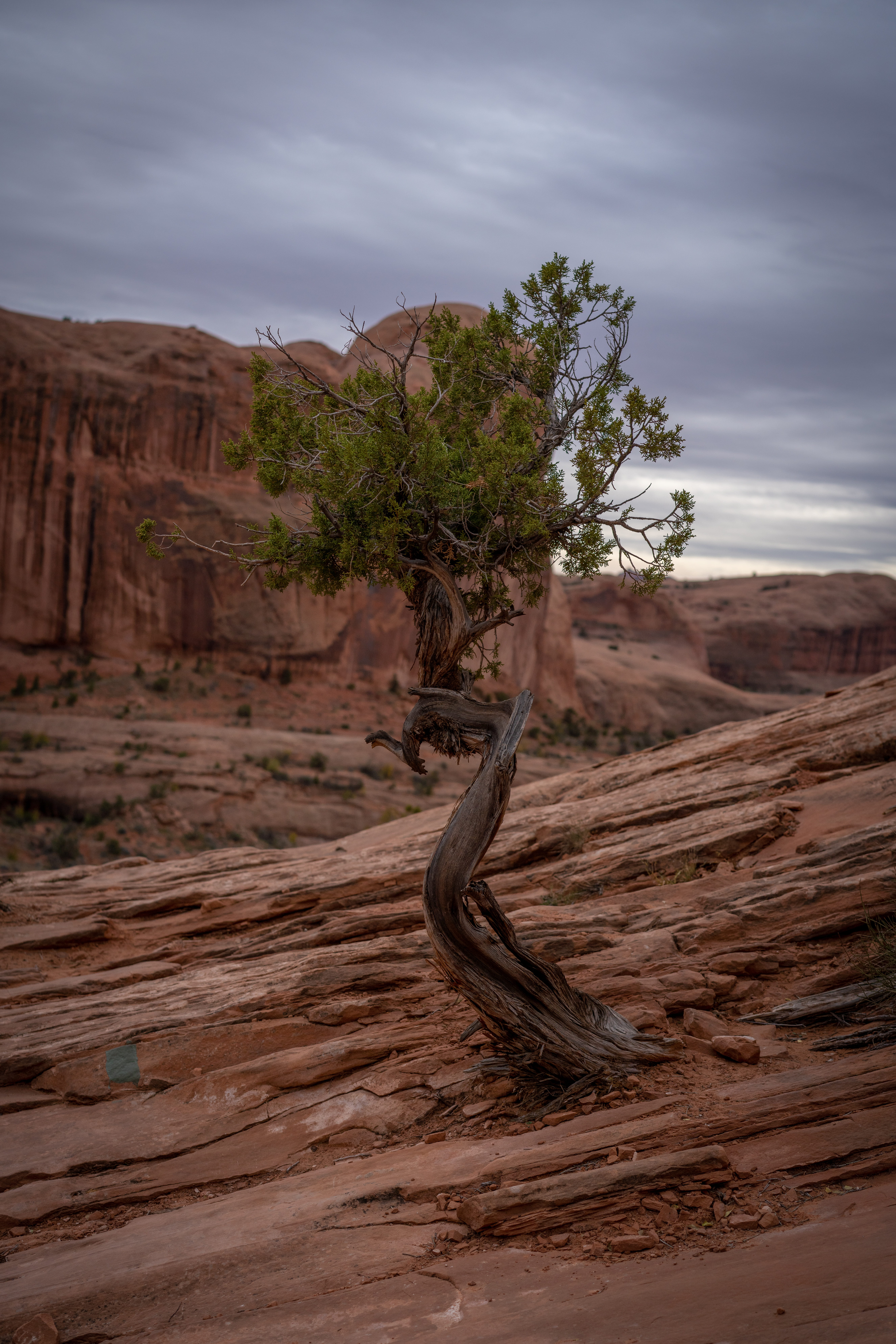 tranquil scene, cloud - sky, rock - object, arid climate, utah, plant, desert, landscape, environment, scenics - nature, tranquility, tree, sandstone, physical geography, Phone HD Wallpaper