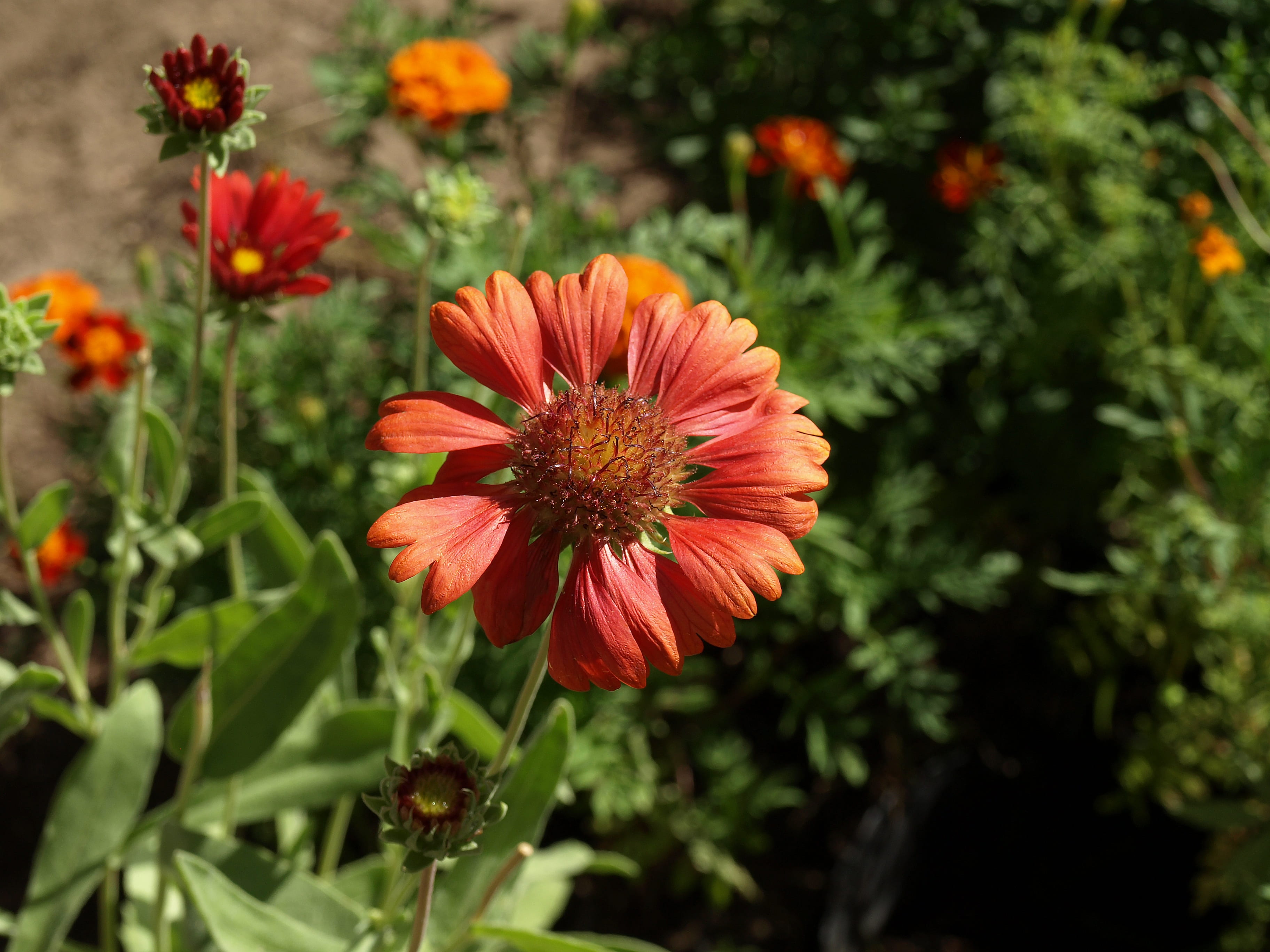 a garden plant, outdoors, plant, gailardia bristlecone, gaillardia aristata, 2K, beauty in nature, the plot, nature, focus on foreground, petal, green color, HD Wallpaper