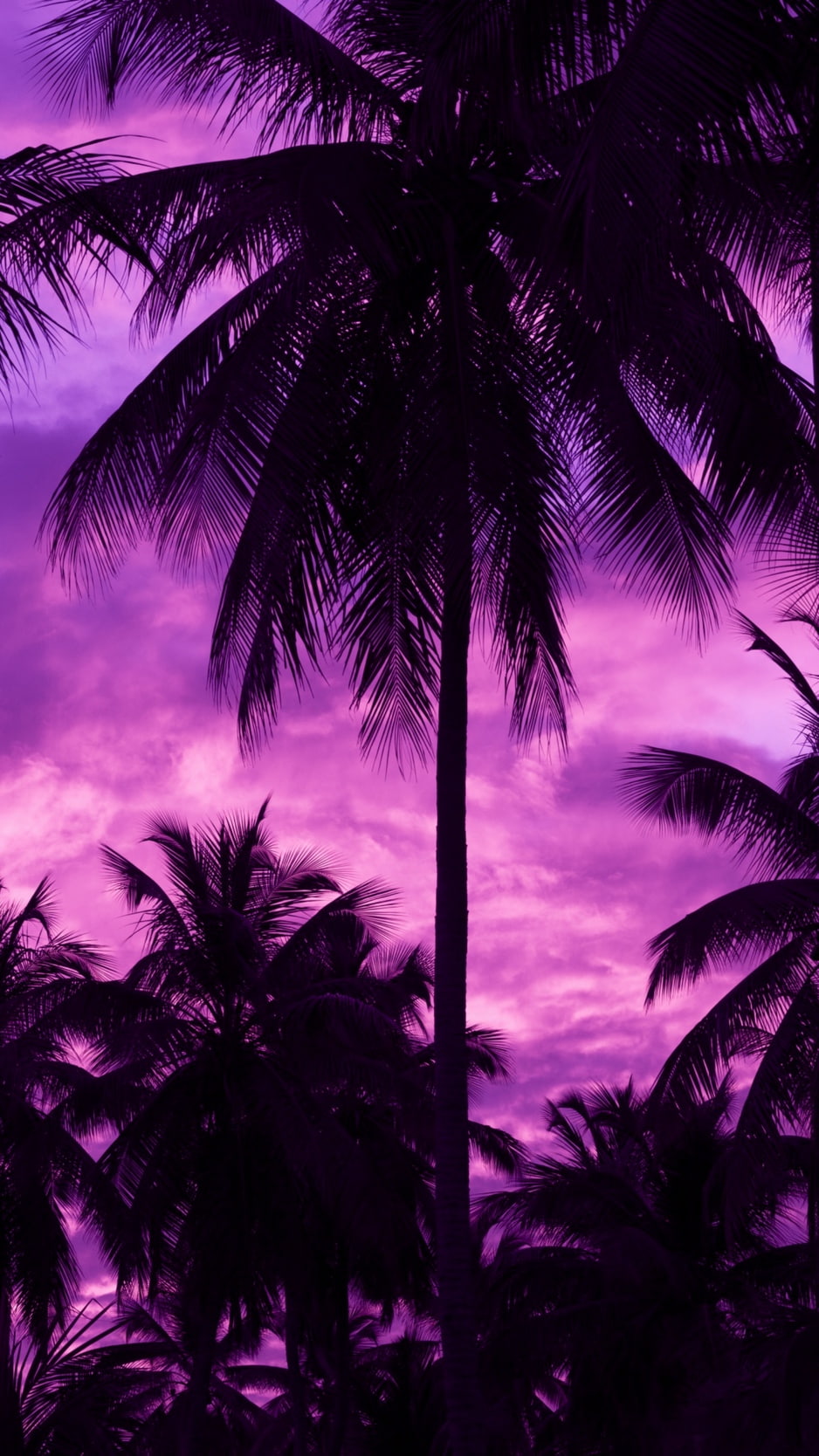 outdoors, sky, 720P, palm trees, dark, purple background, Phone HD Wallpaper
