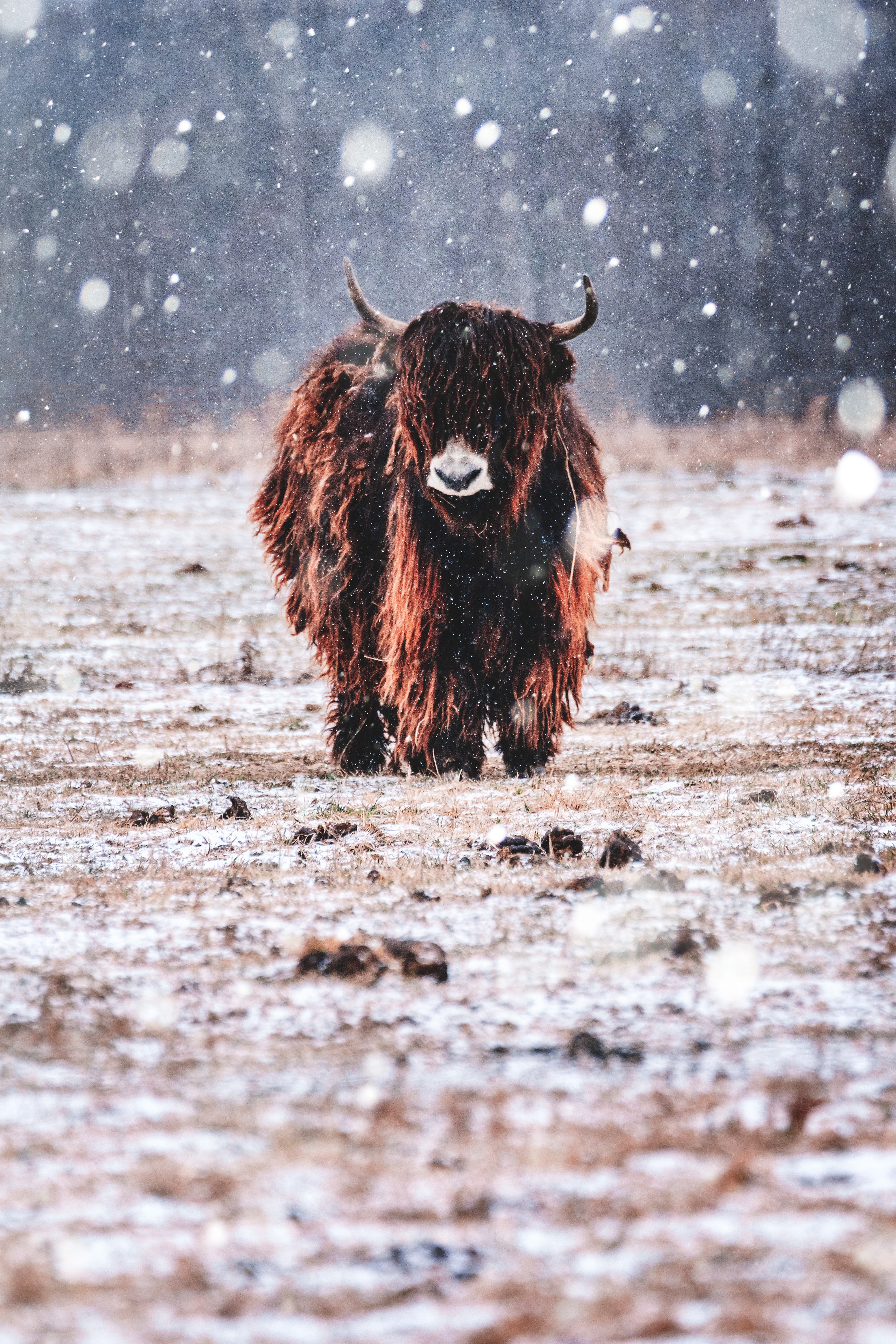 snow, bison, 5K, animals, nature, Phone HD Wallpaper