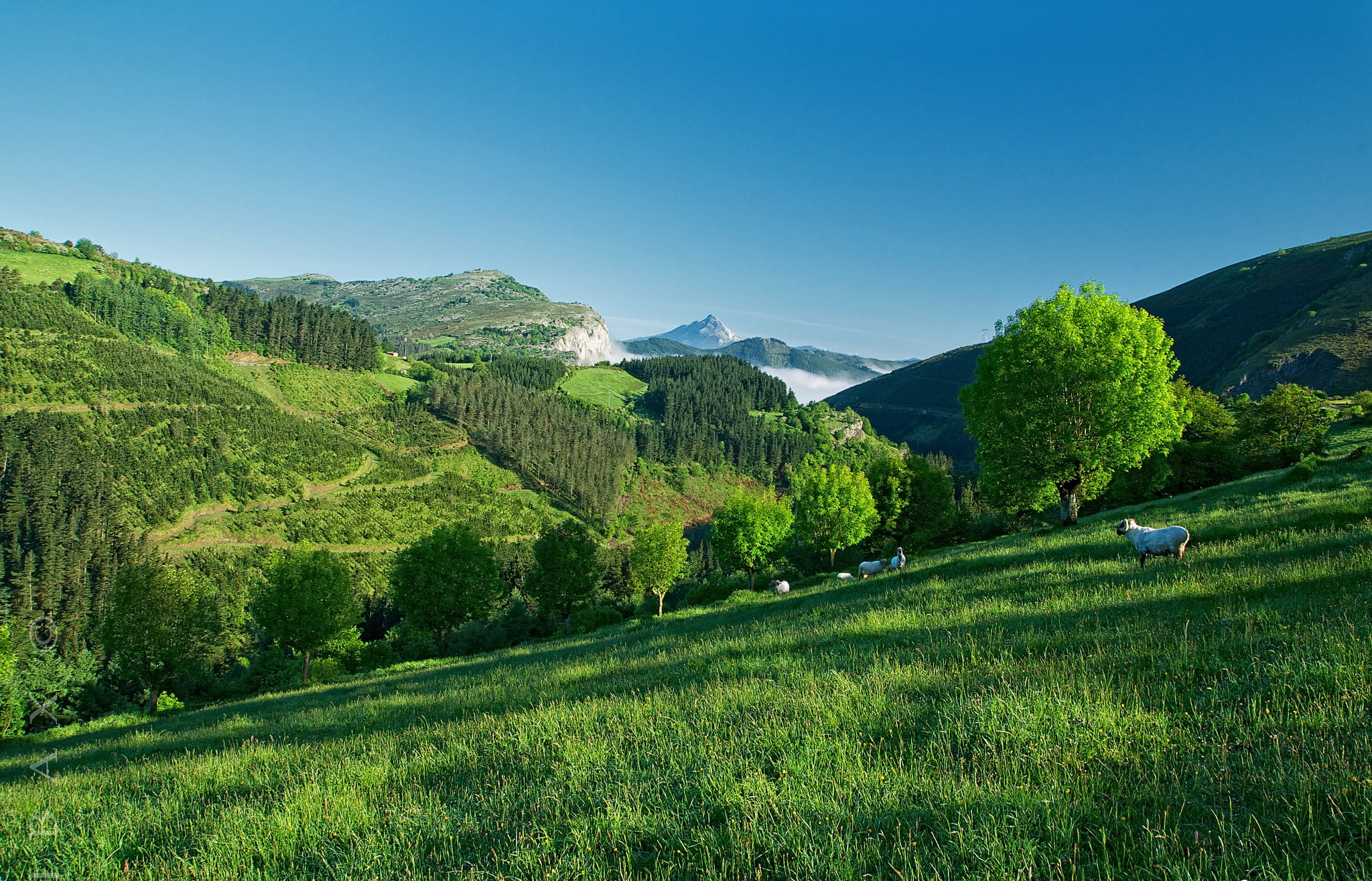 Mountain, Summer, Hillside, Trees, Sheep, Grass, 1080P, HD Wallpaper