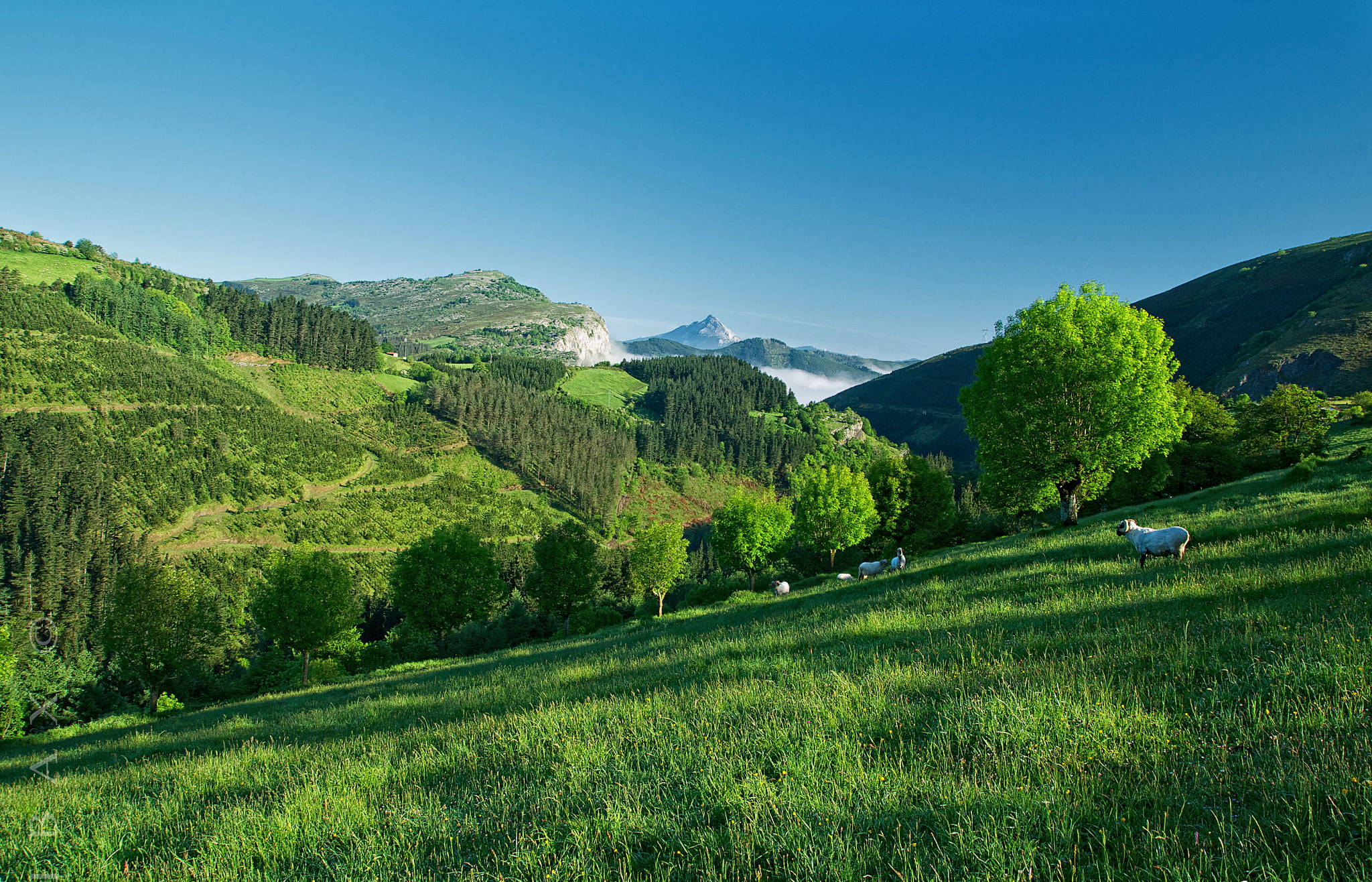 valley, green, scenics - nature, farm, sunlight, green Color, land, mountain, tree, rural Scene, environment, outdoors, european Alps, hillside, scenics, HD Wallpaper