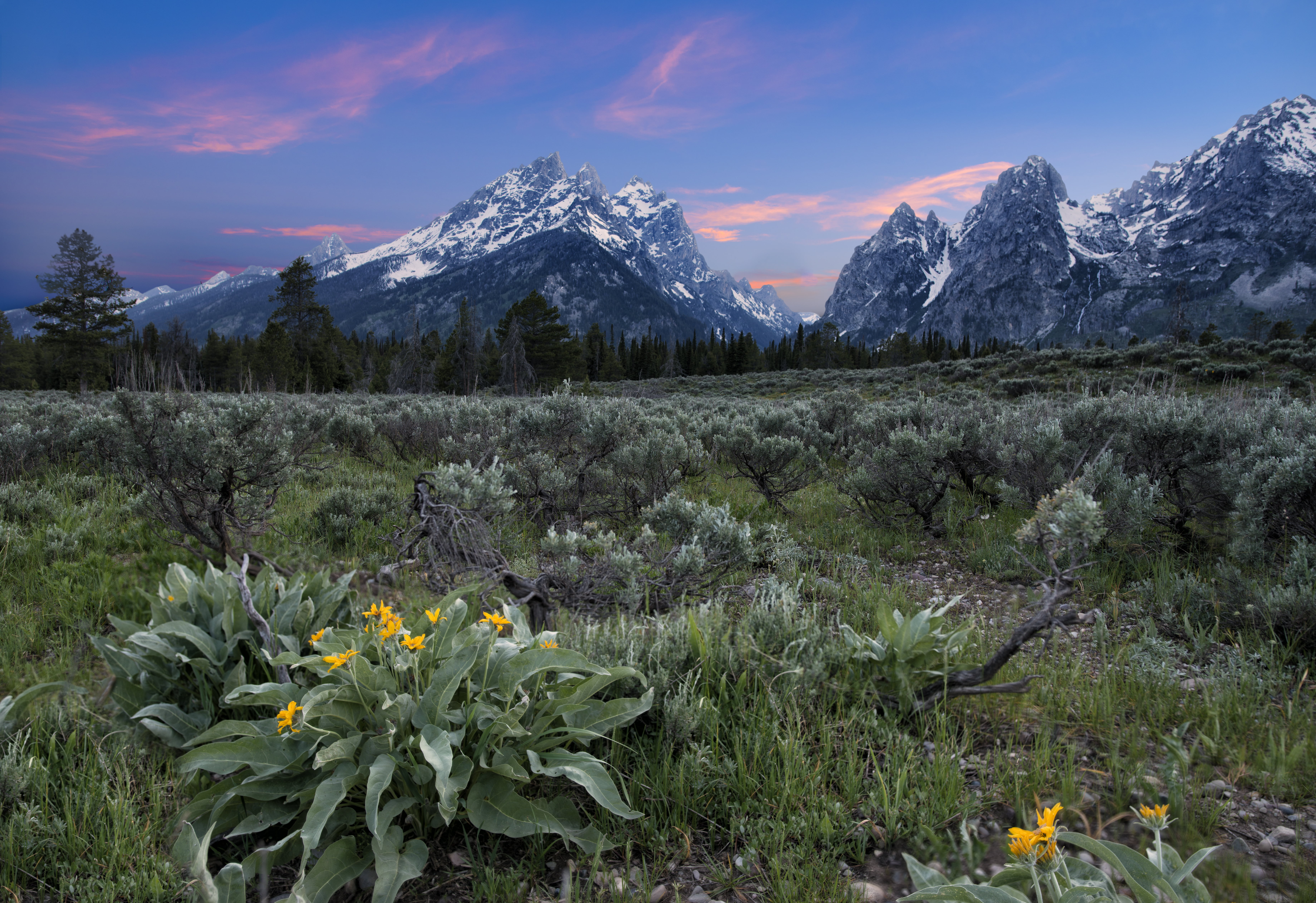 trees, Grand Tetons, Grand Teton National Park, scenics, mountain Peak, landscape, mountain, Nikon D800E, Photoshop, nature, Flowers  trees, outdoors, Art, HD Wallpaper