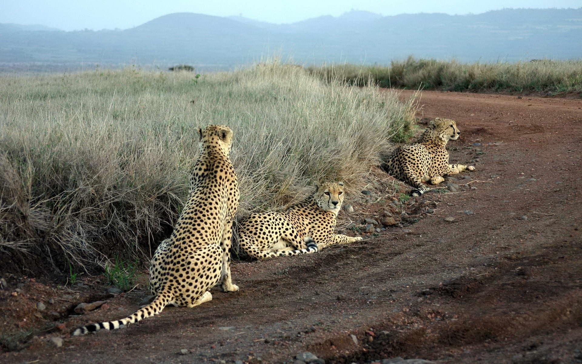 1080P, cheetahs, come, waiting, grass, lunch, road, mountains, animals, HD Wallpaper