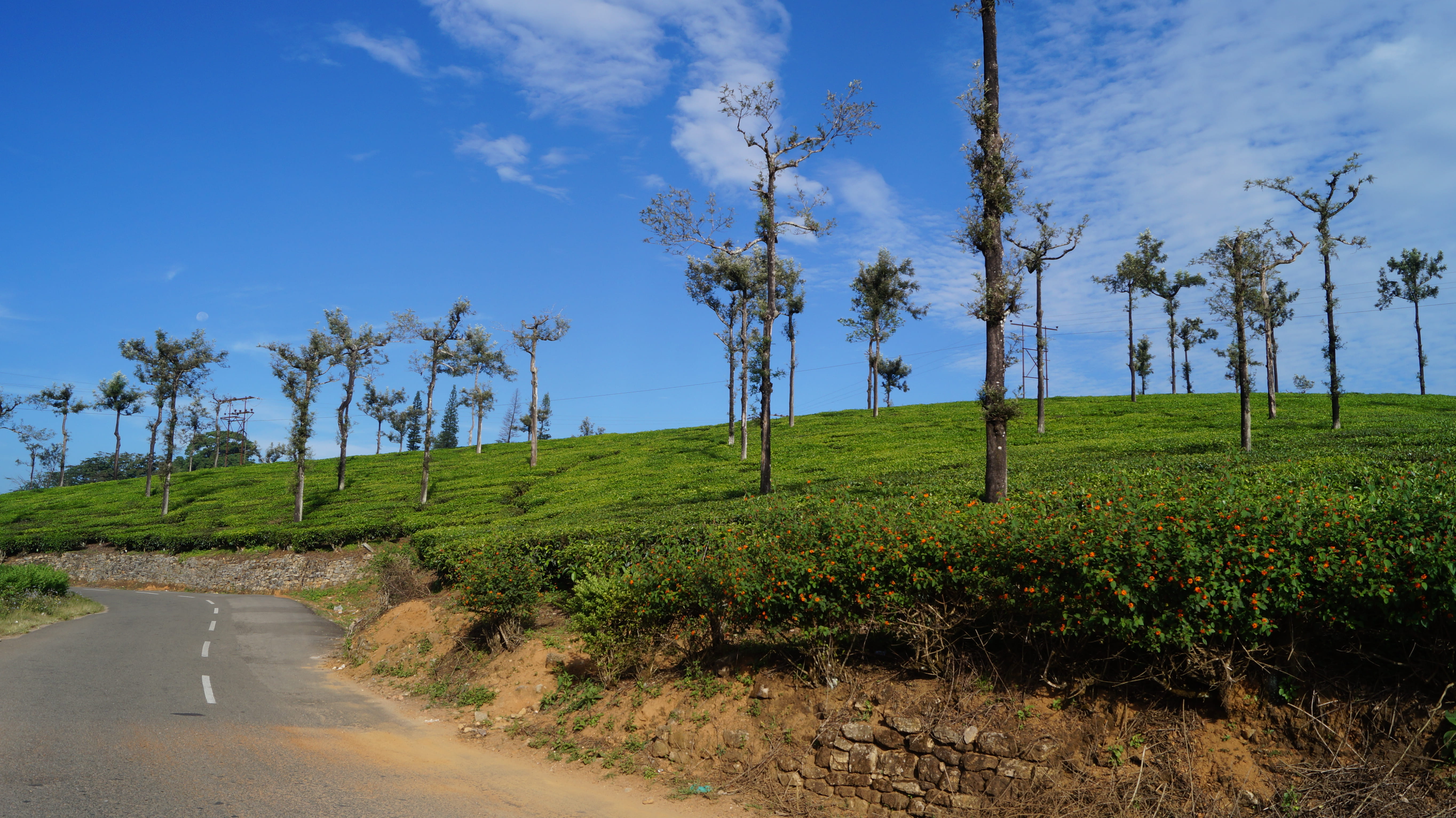 green, india, the way forward, non-urban scene, landscape, 5K, environment, tranquil scene, tranquility, path, tree, beauty in nature, cloud - sky, road, HD Wallpaper