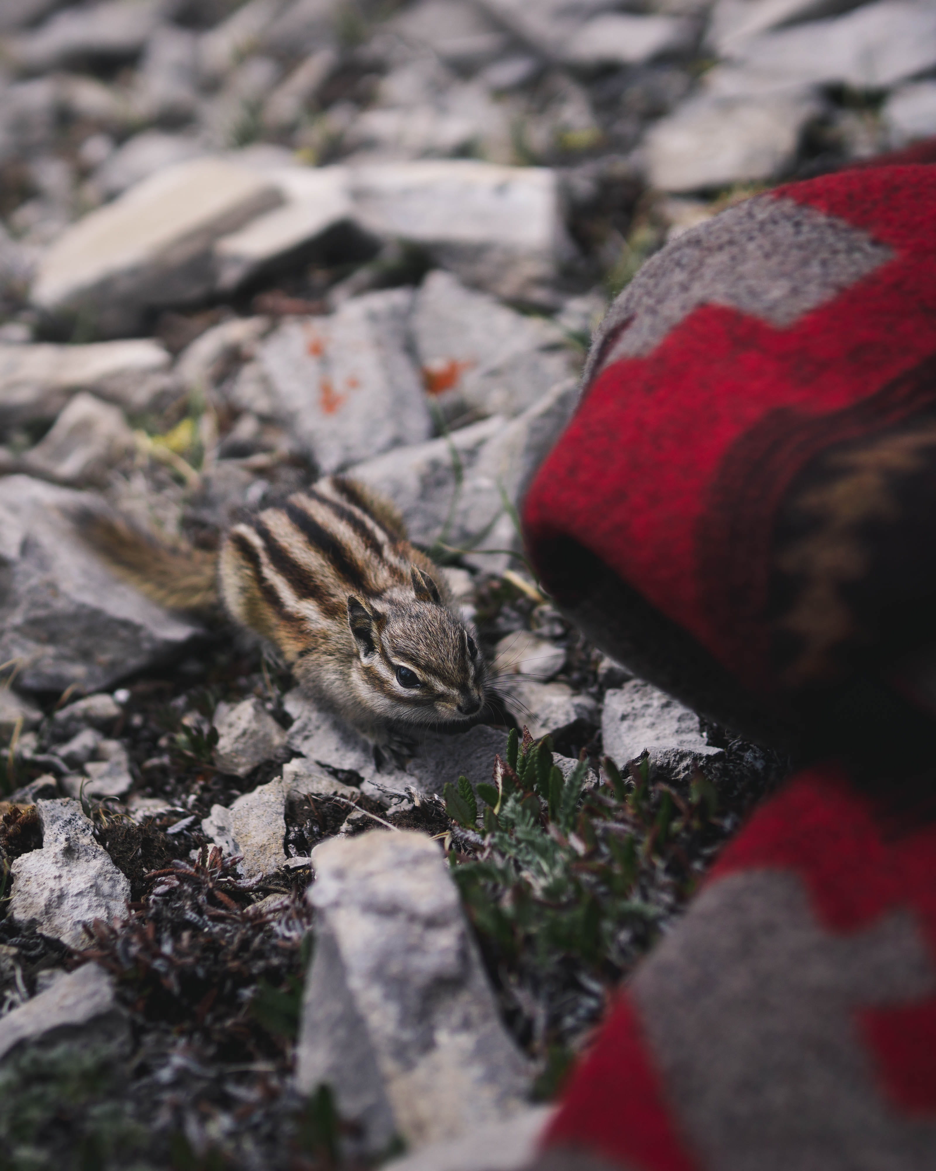 portrait, day, gray, pottery, closeup, no people, potted plant, animal themes, 4K, one animal, outdoors, plant, chipmunk, fur, stone, mammal, solid, rock - object, Phone HD Wallpaper