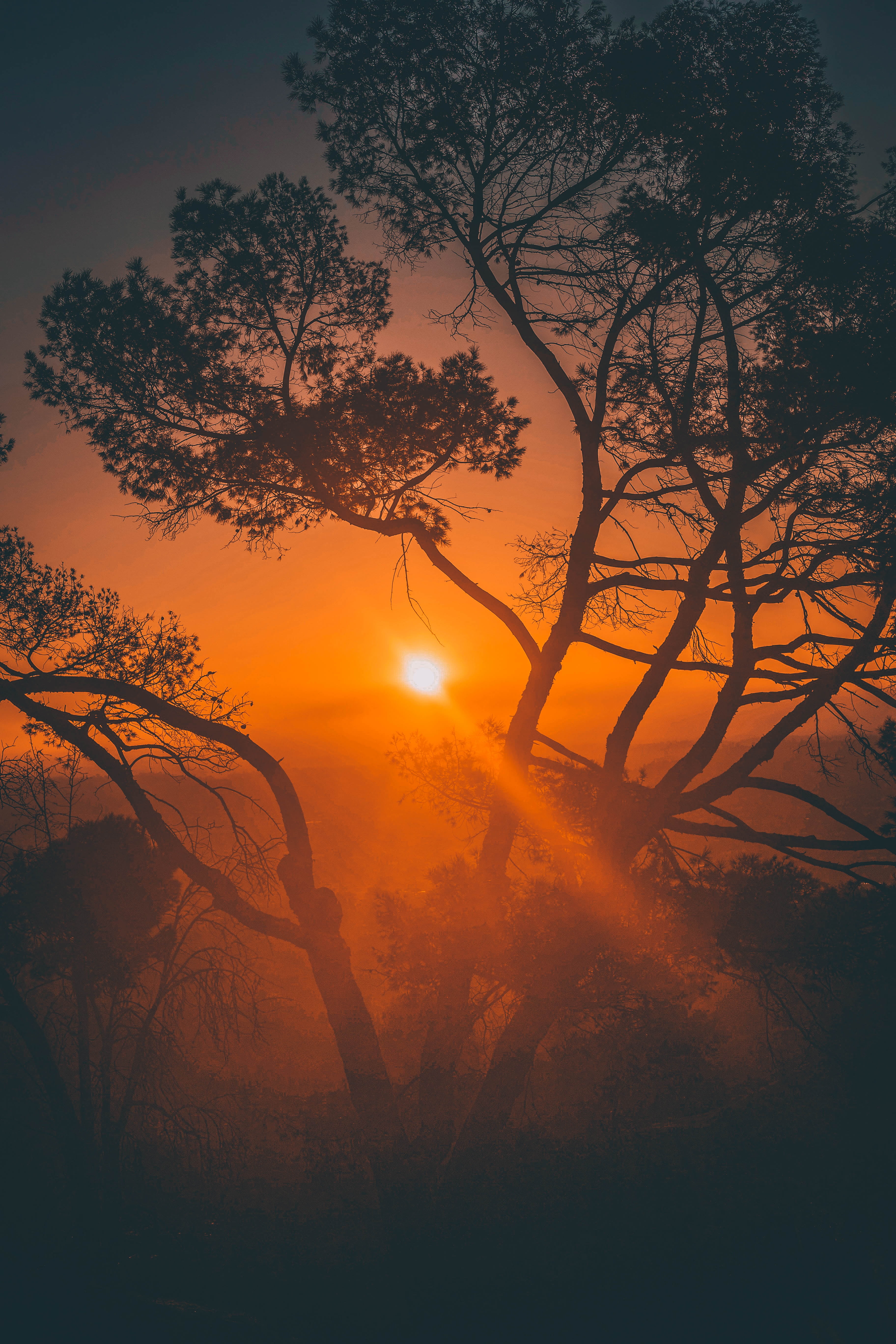 scenics - nature, beauty in nature, branch, outdoors, back lit, bare tree, tranquil scene, united states, 5K, sunlight, los angeles, no people, tree, plant, Phone HD Wallpaper