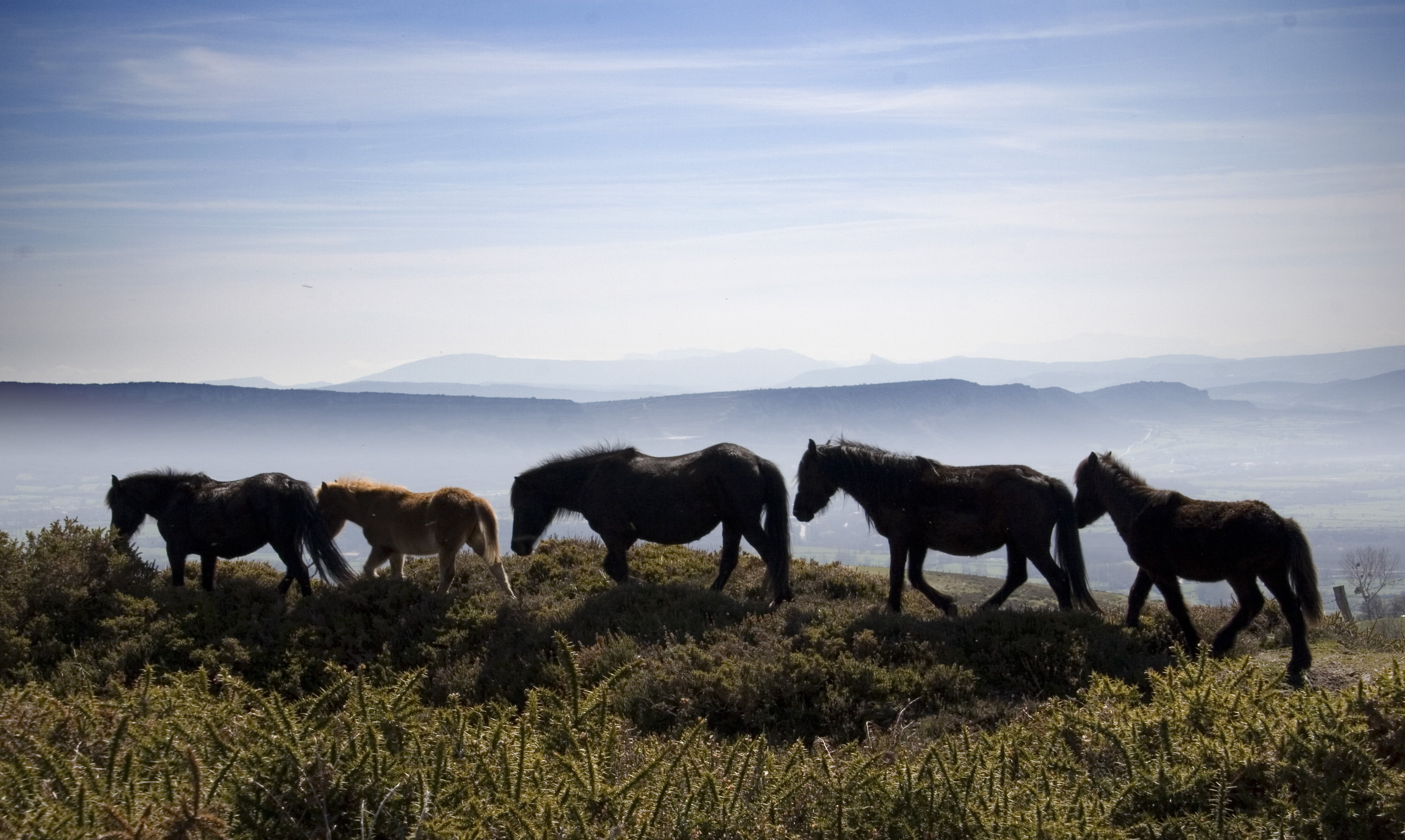 animal, 2K, rural Scene, meadow, Bonanza, five, silhouette, photo, grass, beside, cliff, horses, mountain, horse, nature, pasture, landscape, outdoors, HD Wallpaper