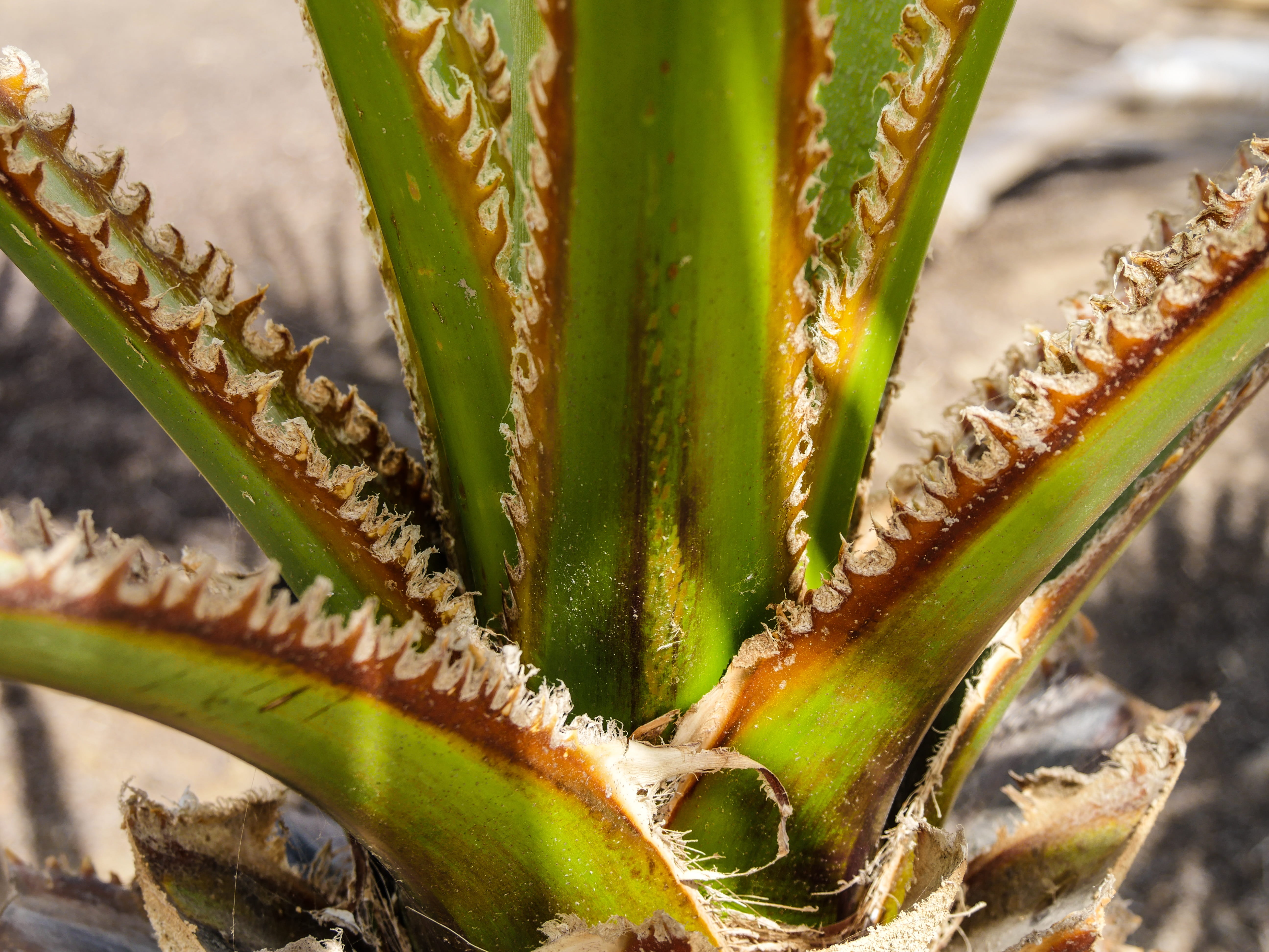 succulent plant, spiked, beauty in nature, green color, leaves, focus on foreground, atacama, 5K, thorn, botany, aloe vera plant, thorns, close up, freshness, HD Wallpaper