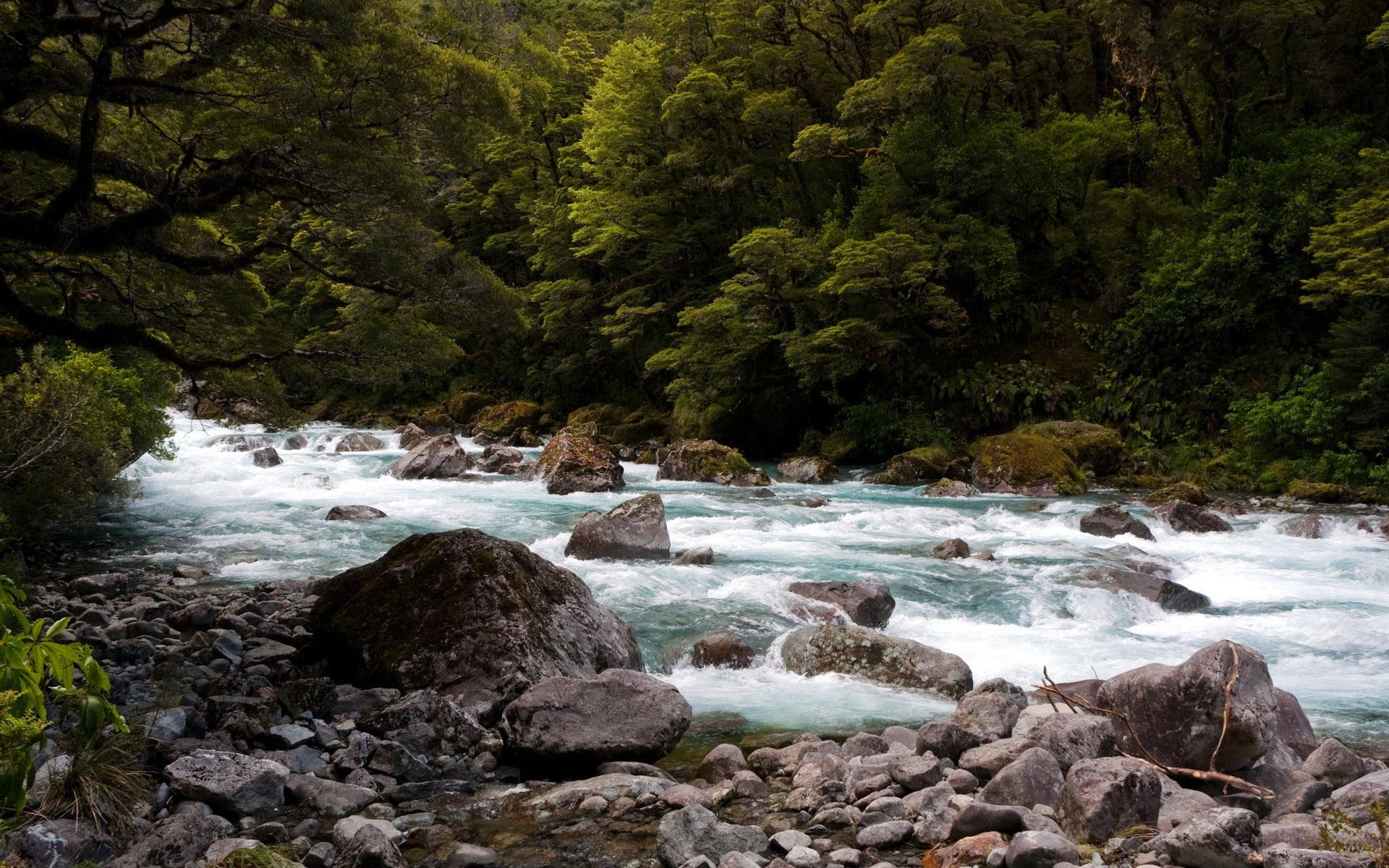1080P, rock, nature, tree, stream, scenery, river, forest, water, 1920x1200, rapid, HD Wallpaper