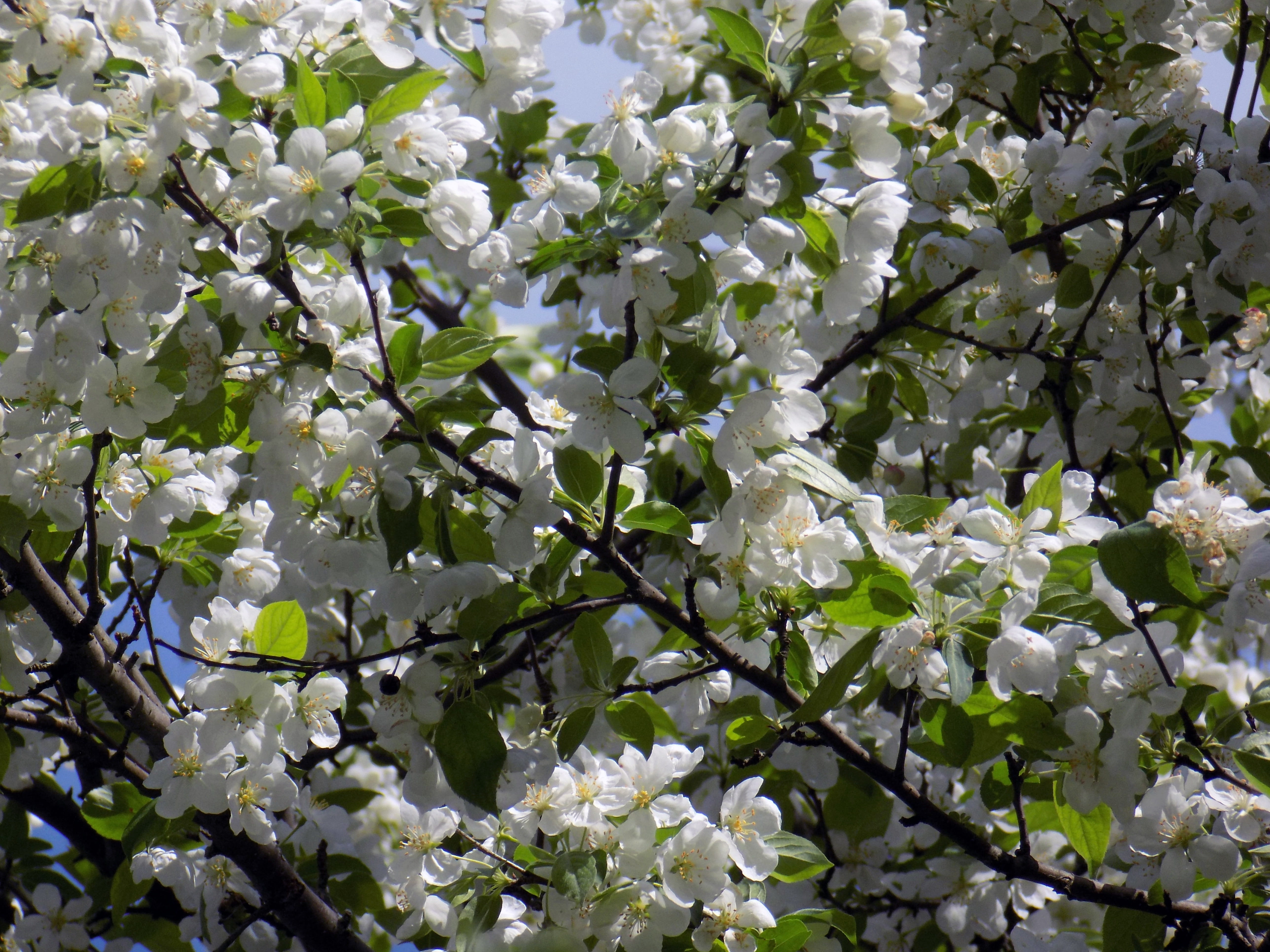 bunch of flowers, flowering plant, beauty in nature, white color, nature, 5K, freshness, spring, flower head, united states, full frame, cherry blossom, HD Wallpaper