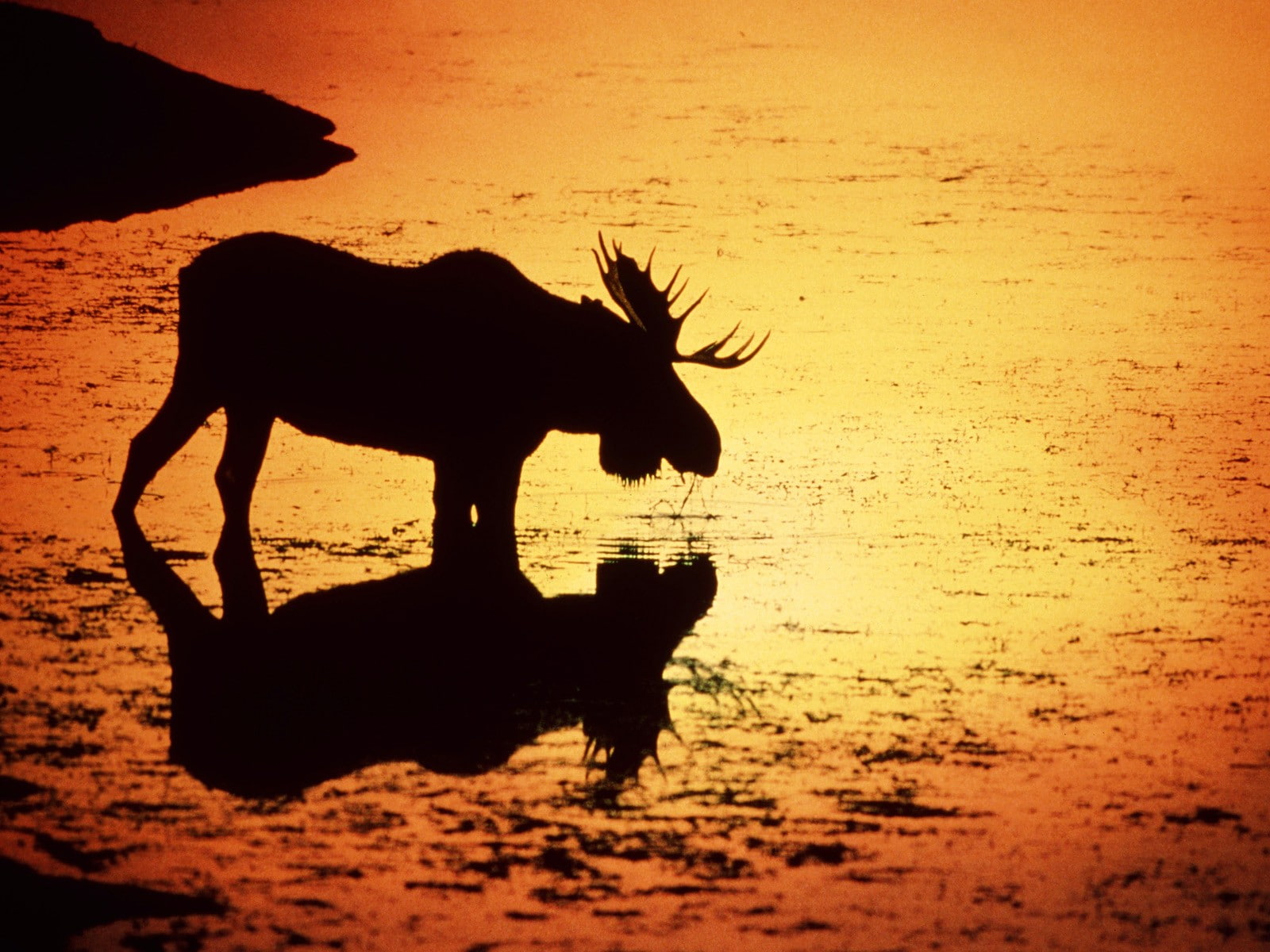 Wyoming, Moose, animals in the wild, reflection, animal, full length, no people, water, vertebrate, one animal, silhouette, herbivorous, animals, silhouettes, HD Wallpaper