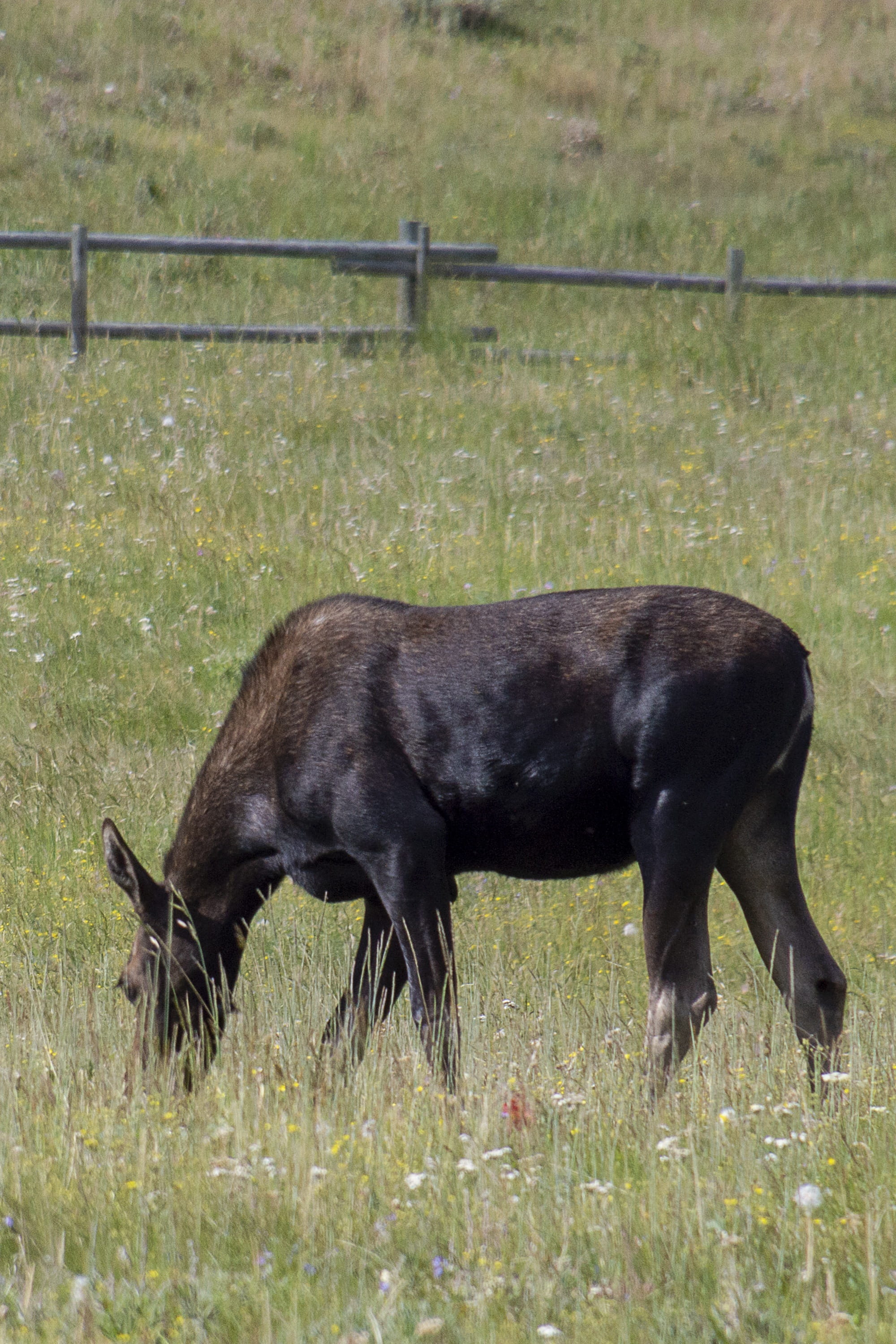 day, animal wildlife, cow, grass, domestic, agriculture, vertebrate, outdoors, no people, 2K, field, moose, herbivorous, meadow, one animal, animal themes, Phone HD Wallpaper