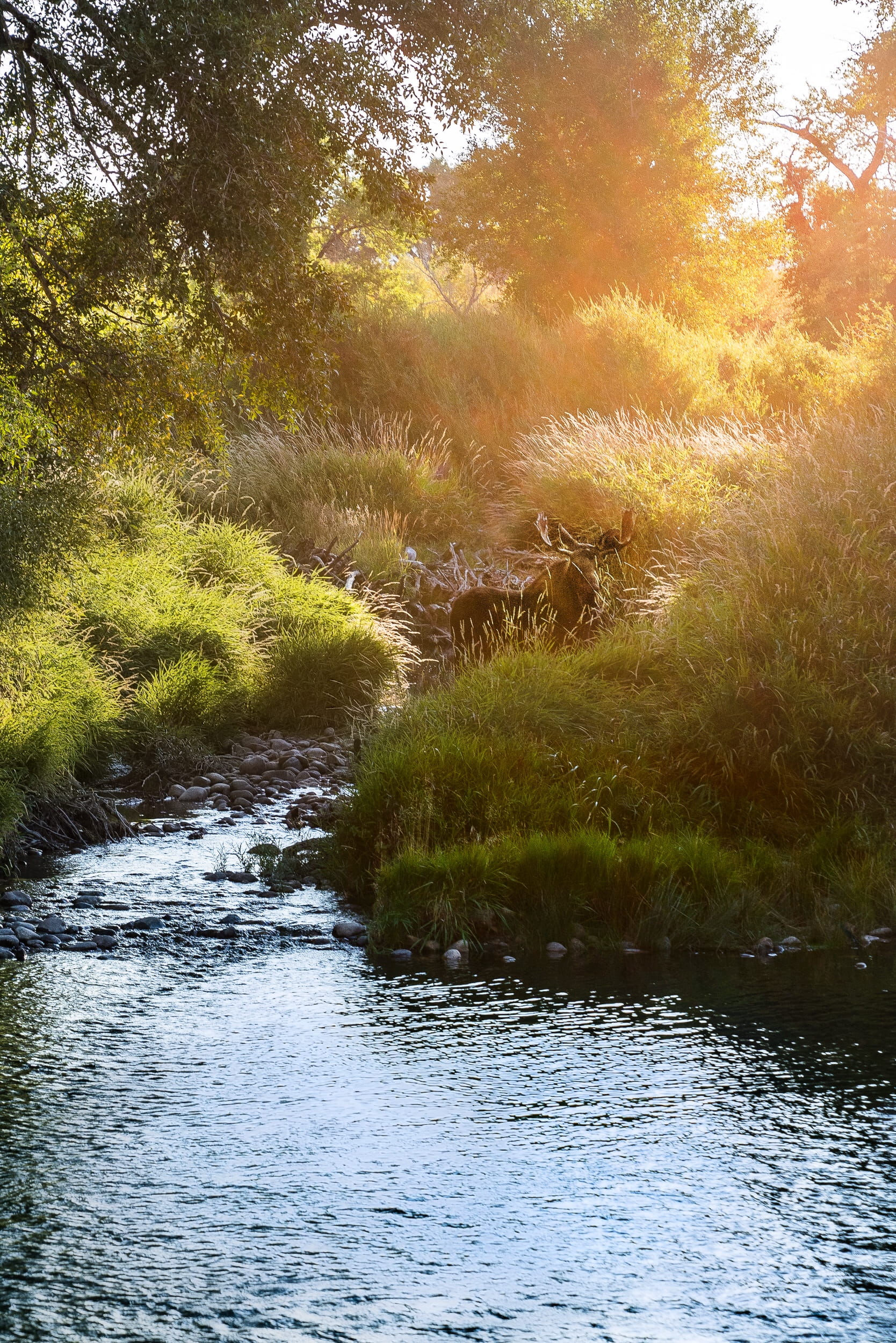 outdoors, wildlife, beauty in nature, green color, day, non-urban scene, scenics - nature, land, river, wyoming, waterfront, flowing, moose, national park, Phone HD Wallpaper