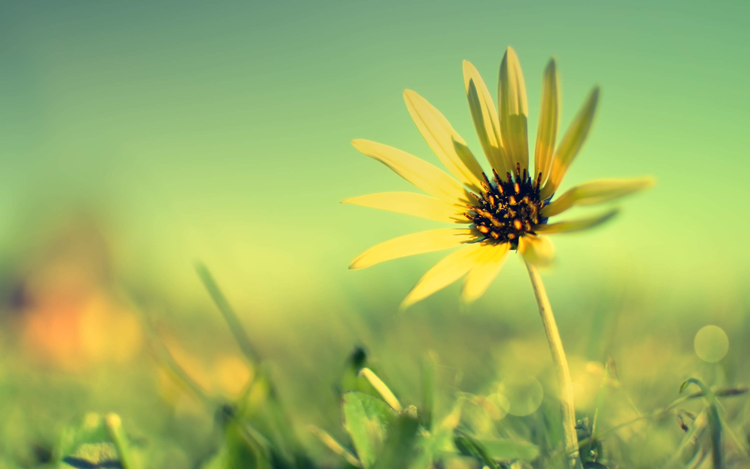 pasture, sunlight, pollen, fragility, field, 2K, day, sun, beauty In Nature, leaf, rural Scene, blossom, flowers, outdoors, focus on foreground, growth, HD Wallpaper