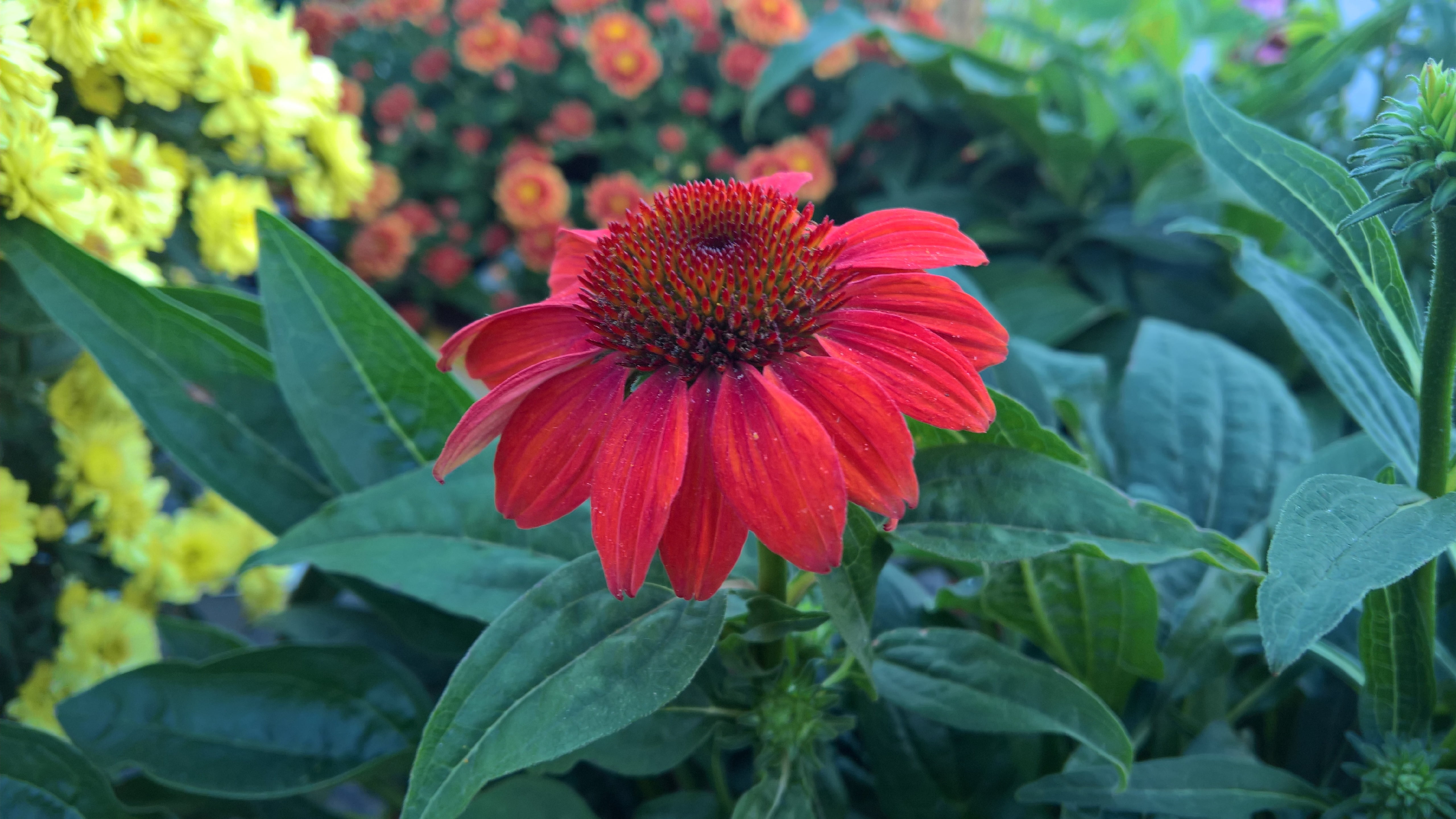 daisy family, outdoors, nature, red flower, coneflower, vulnerability, 5K, flower, no people, inflorescence, leaf, annual plant, fragility, flora, close-up, HD Wallpaper