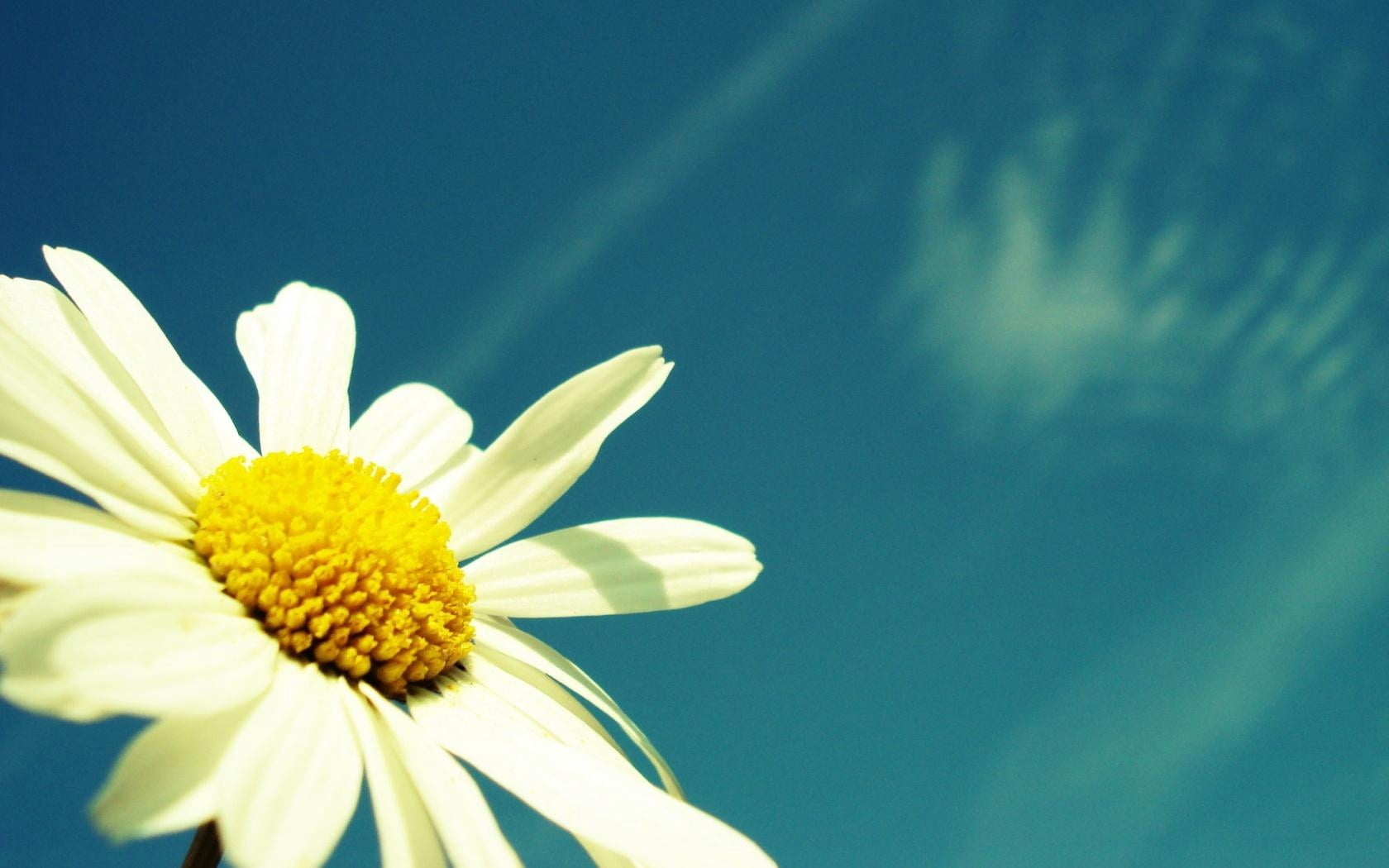 pollen, 720P, white, fragility, botany, springtime, flower, inflorescence, beauty In Nature, chamomile, day, close-up, copy Space, single Flower, sunlight, HD Wallpaper