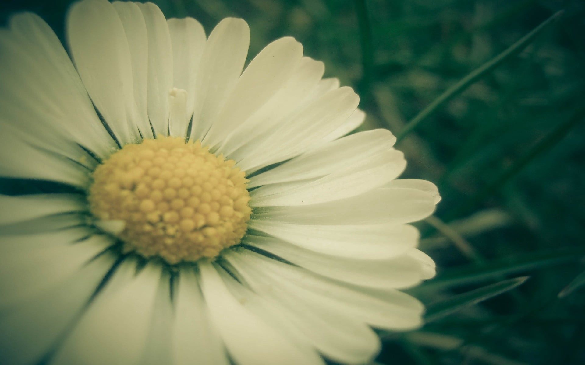 flower, 1080P, color Image, season, pollen, growth, daisy Family, botany, fragility, no People, petal, meadow, close-up, beauty In Nature, plant, white, HD Wallpaper