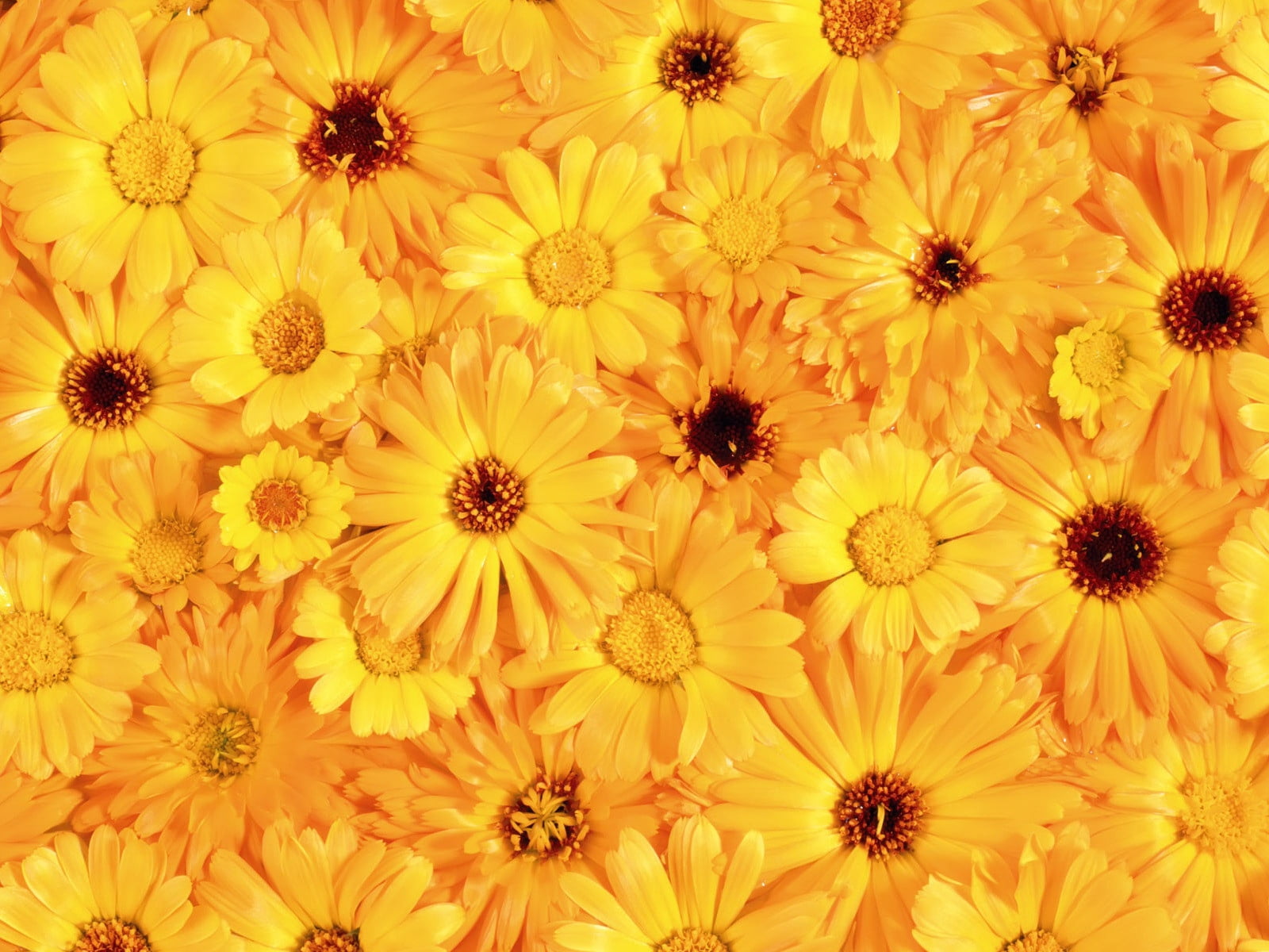 springtime, pollen, macro, growth, close-up, no People, vibrant Color, high angle view, 720P, flowers, vulnerability, gerbera Daisy, daisy Family, botany, HD Wallpaper