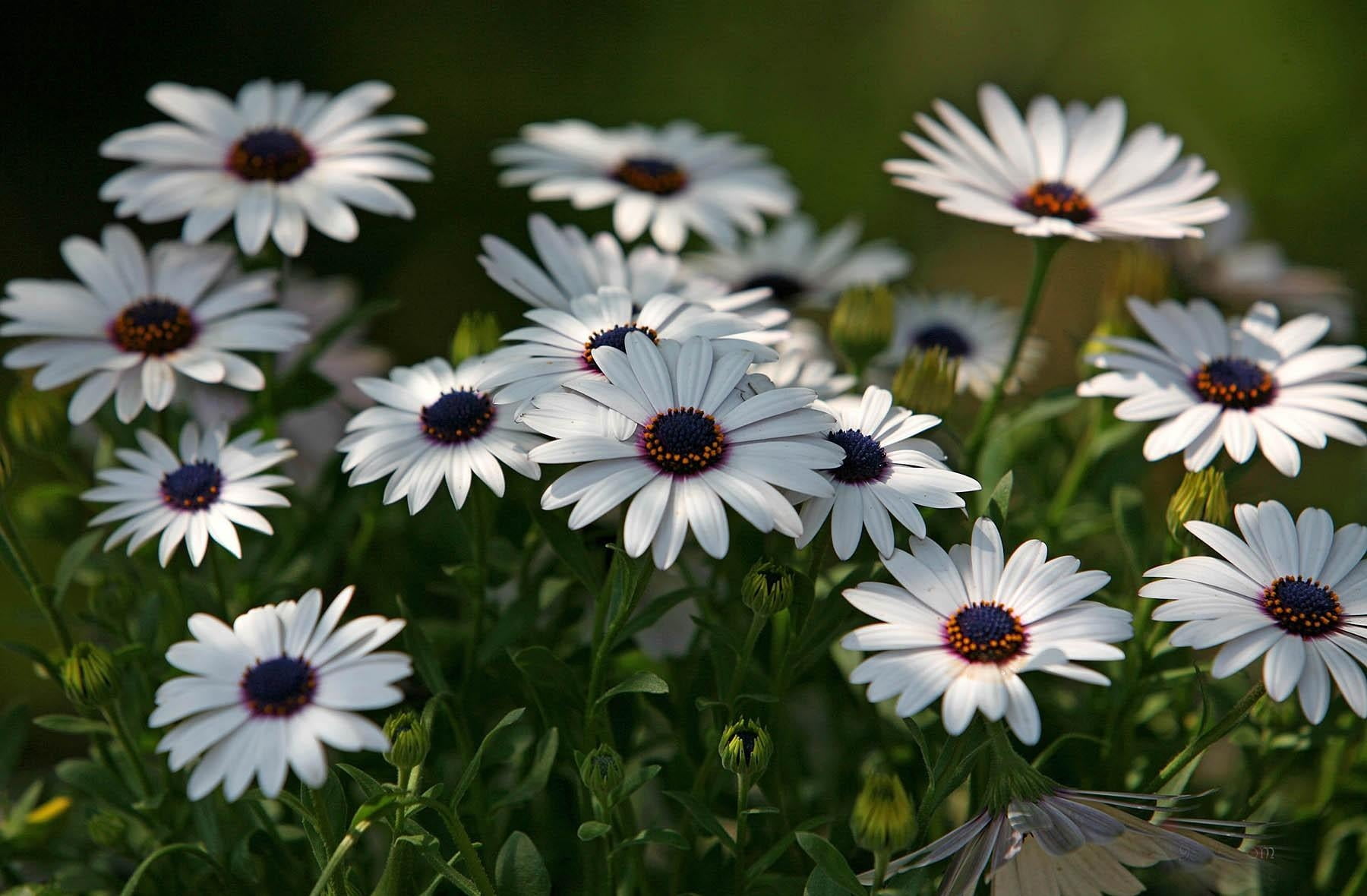 color Image, vibrant Color, summer, daisy, 720P, vulnerability, day, leaf, flower Head, plant, focus on foreground, blossom, field, green Color, chamomile, HD Wallpaper