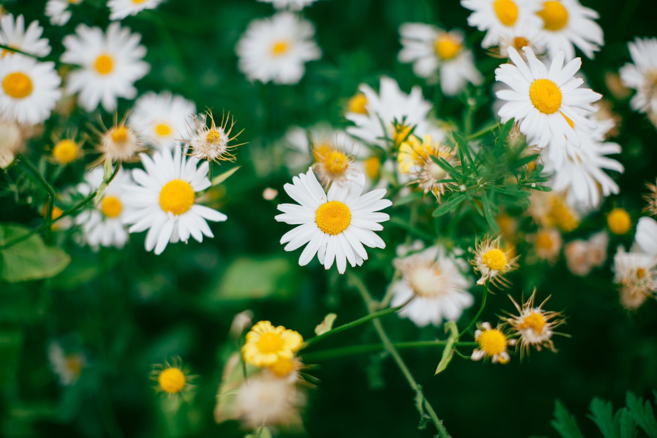 formal Garden, macro, springtime, daisy, vibrant Color, blossom, rural Scene, vulnerability, inflorescence, 1080P, freshness, day, herb, white, petal, HD Wallpaper