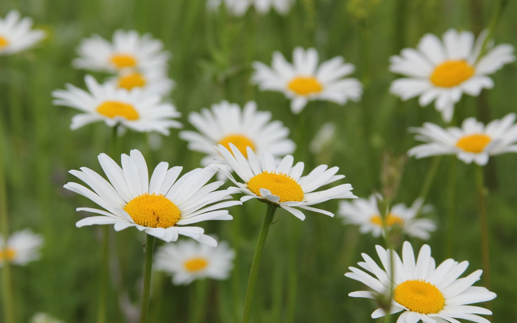 summer, yellow, growth, close-up, 720P, freshness, meadow, flowering plant, daisies, nature, leaf, season, blur, plant, flower Head, beauty In Nature, HD Wallpaper