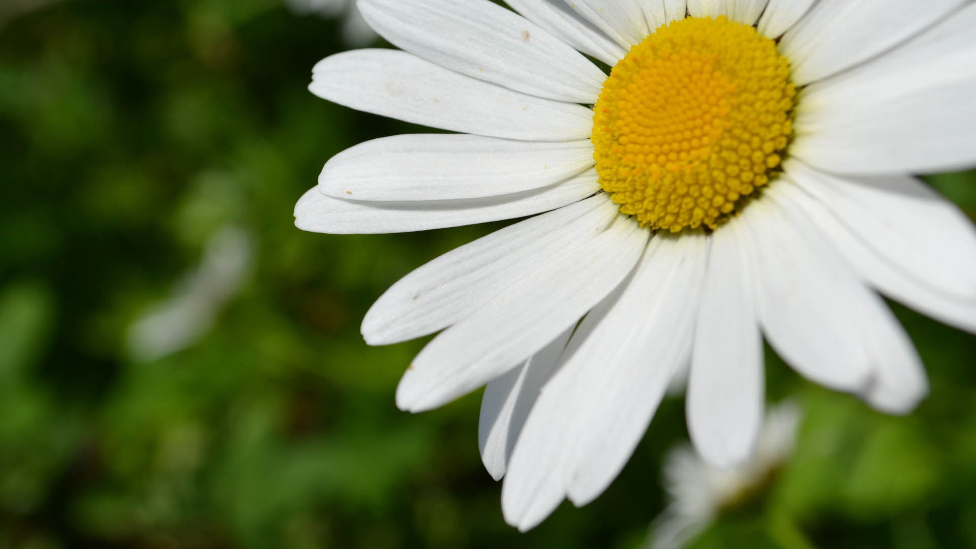 bright, day, petals, flower, petal, white color, flowering plant, macro, chamomile, close-up, leaf, color Image, freshness, flower Head, green Color, vibrant Color, HD Wallpaper