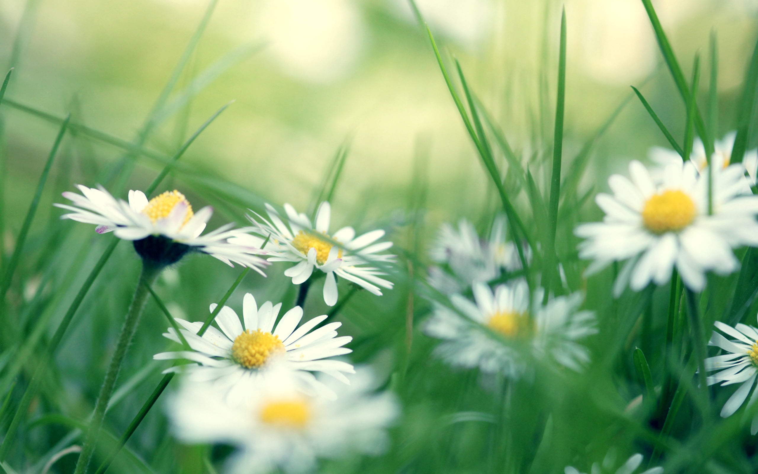 springtime, flowers, wildflower, meadow, vibrant Color, rural Scene, outdoors, inflorescence, pasture, close-up, white color, green Color, day, beauty In Nature, HD Wallpaper