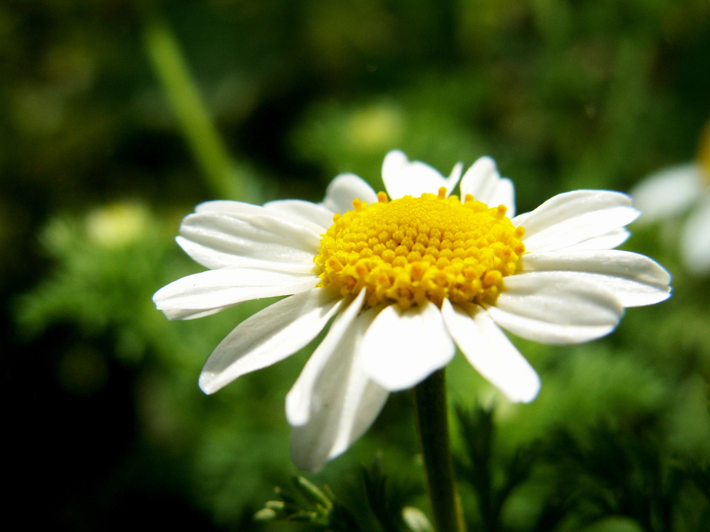 sunlight, flower, vulnerability, outdoors, flowering plant, white color, freshness, flower Head, white, grass, field, flowers, 1080P, leaf, chamomile, HD Wallpaper
